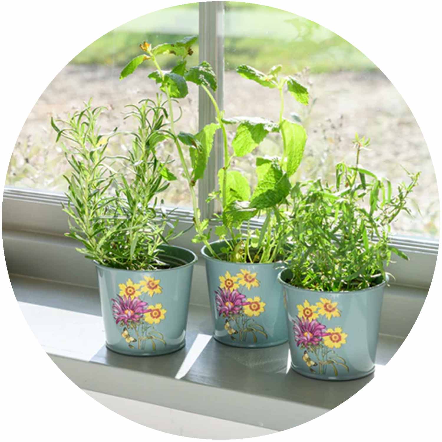 (BB) RHS Asteraceae Herb Pots