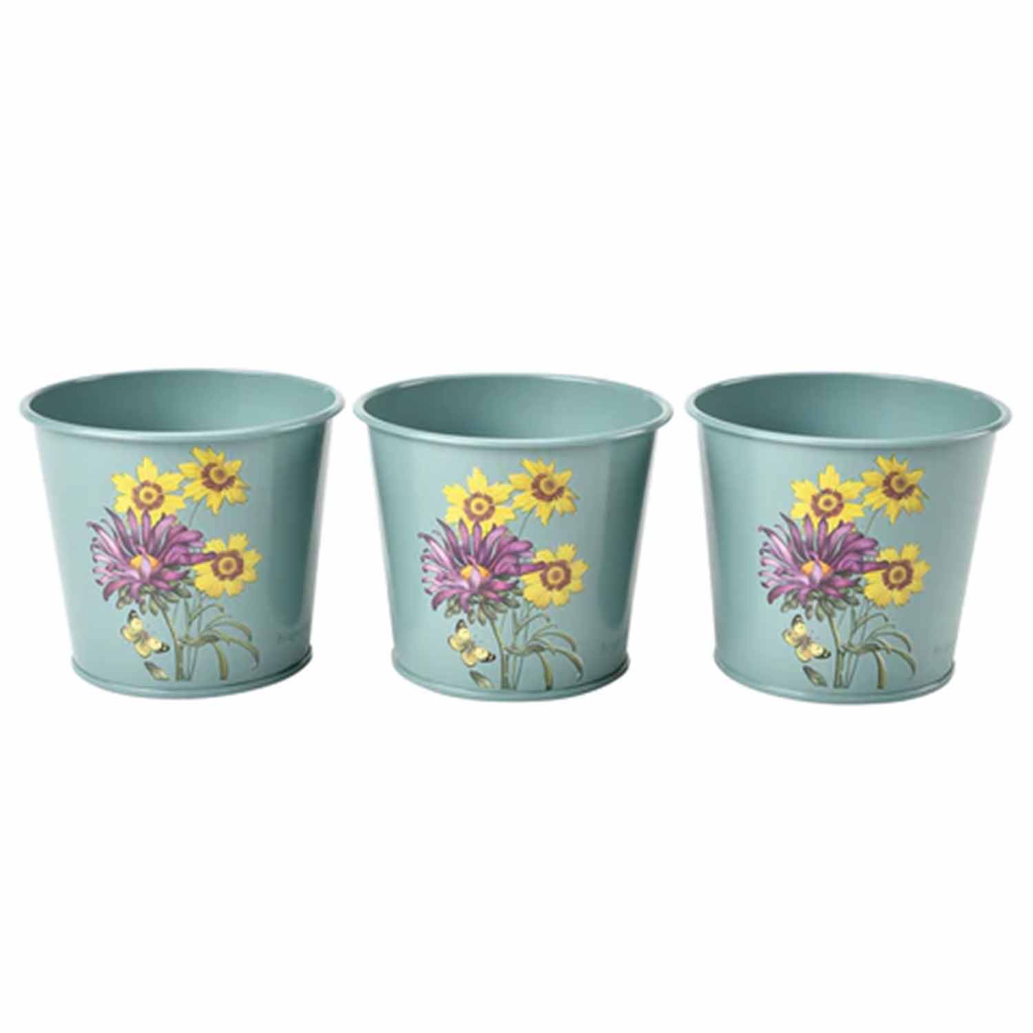 (BB) RHS Asteraceae Herb Pots