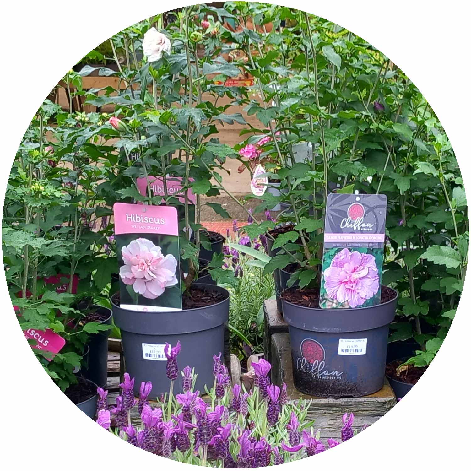 (PL) Hibiscus in Variety 3L