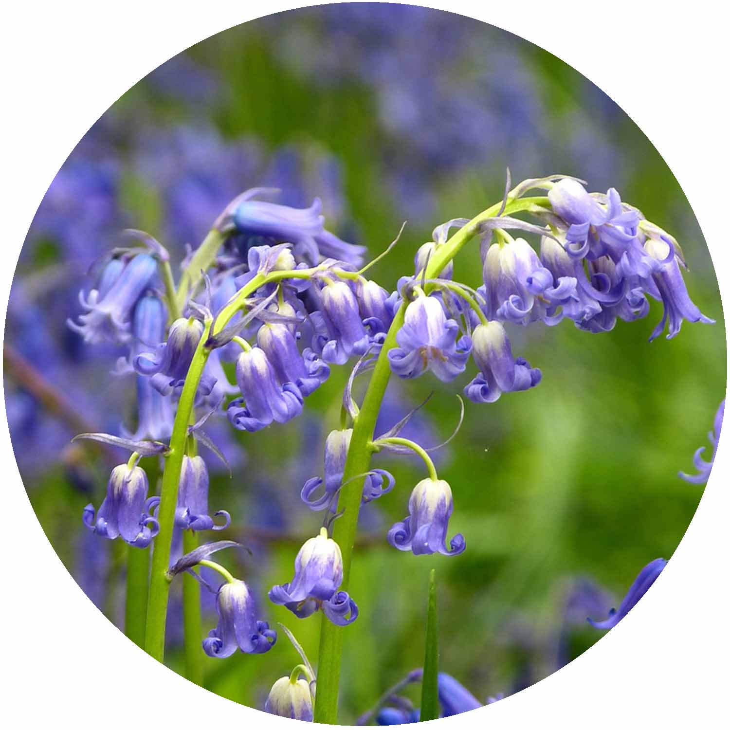 (E) Hyacinthoides Non Scripta 11cm
