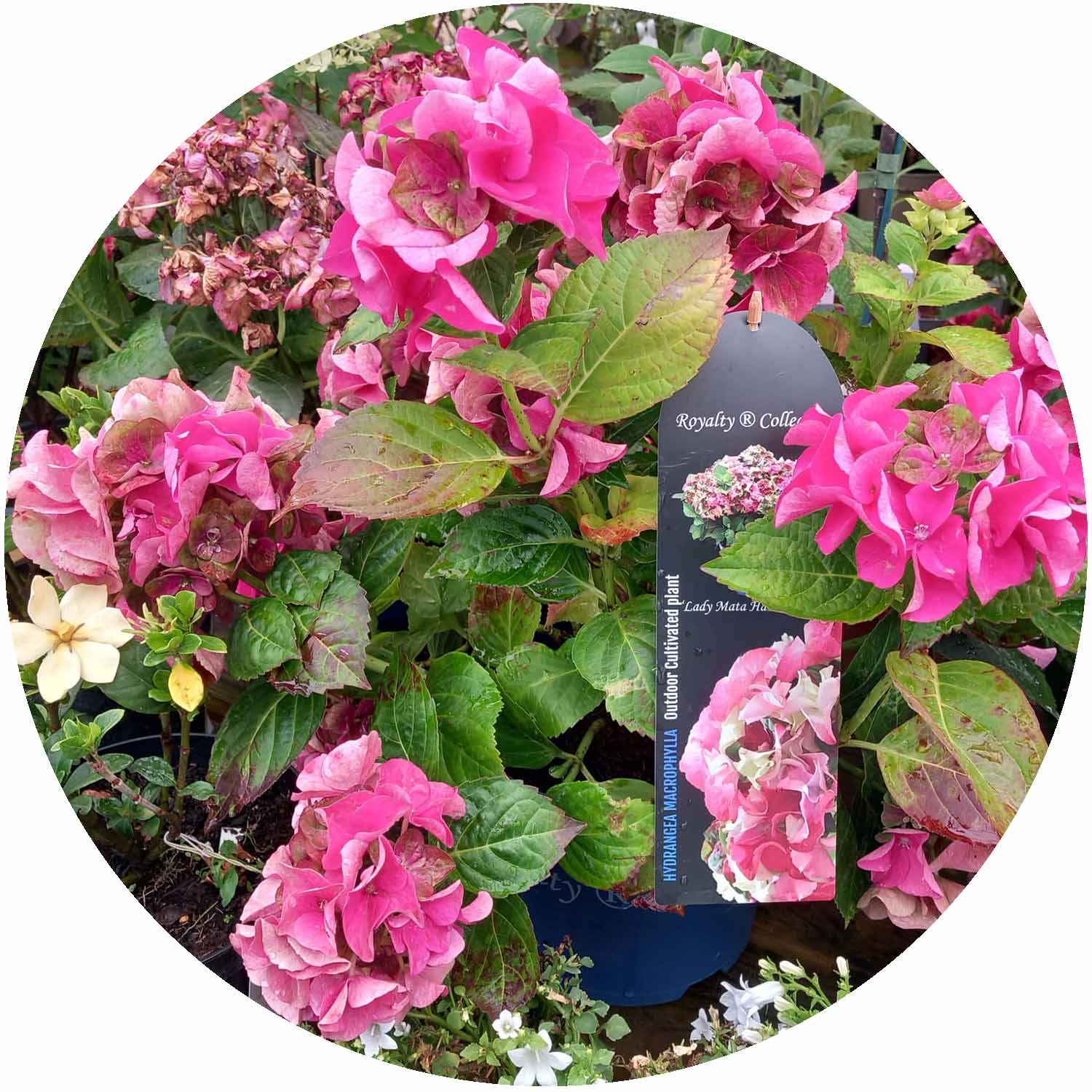 (P) Hydrangea Macro. Royalty Collection 3.5ltr