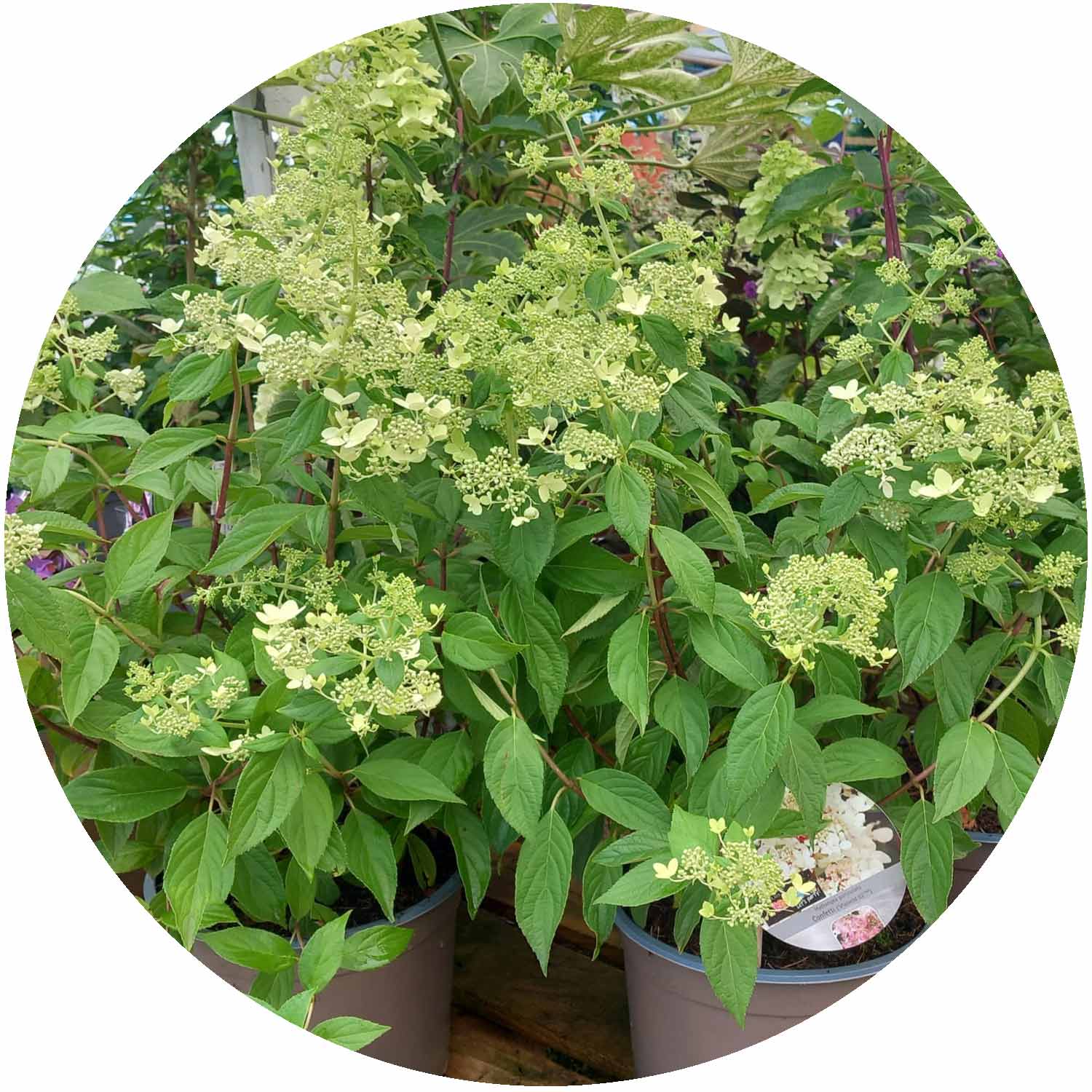 (PL) Hydrangea Paniculata in Variety 5ltr