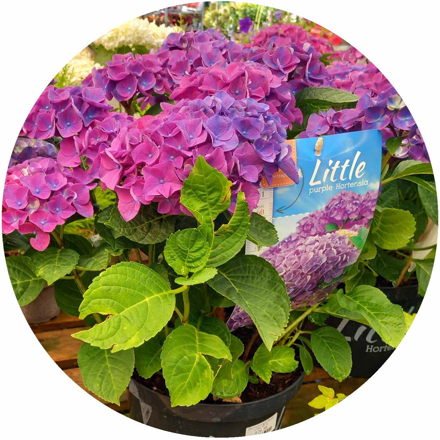 (P) Hydrangea In Variety 5ltr