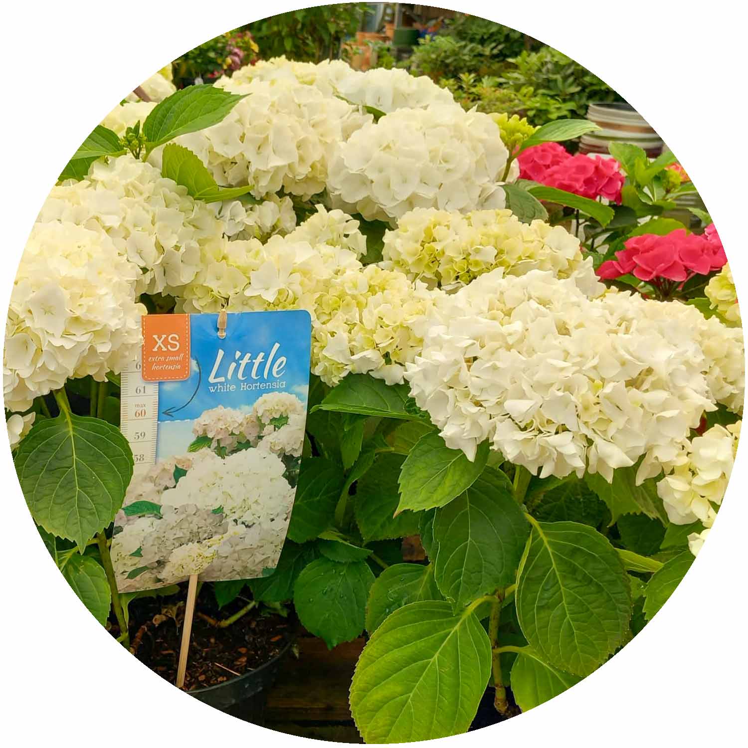 (P) Hydrangea In Variety 5ltr