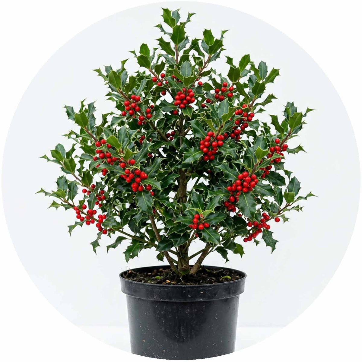 (NWP) Ilex Aquifolium 5L