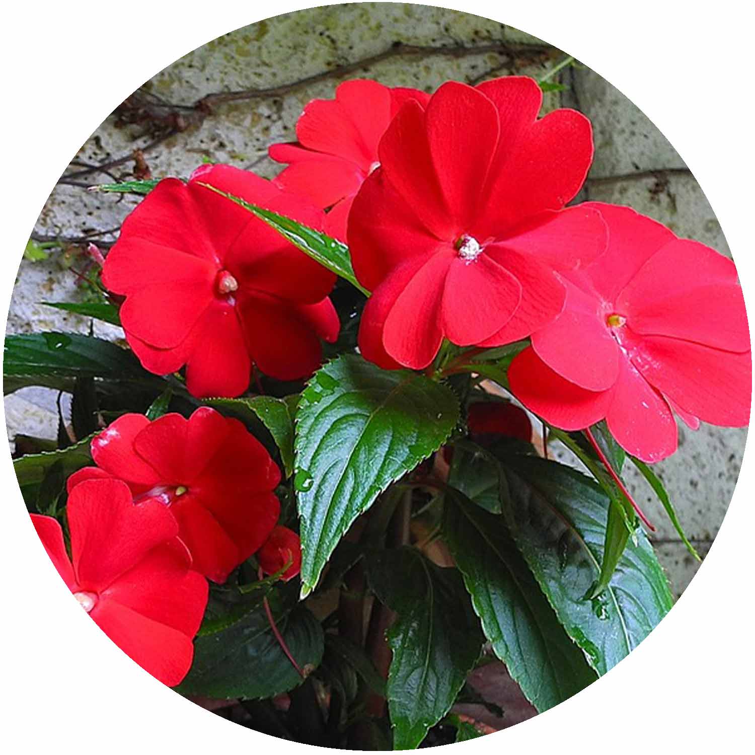 (E) Impatiens New Guinea in Variety 11cm