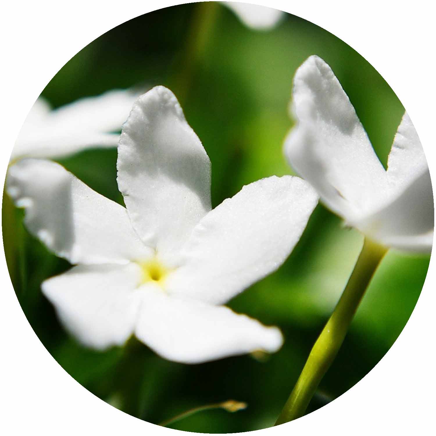 (D) Jasminum Offi. Clotted Cream 3L
