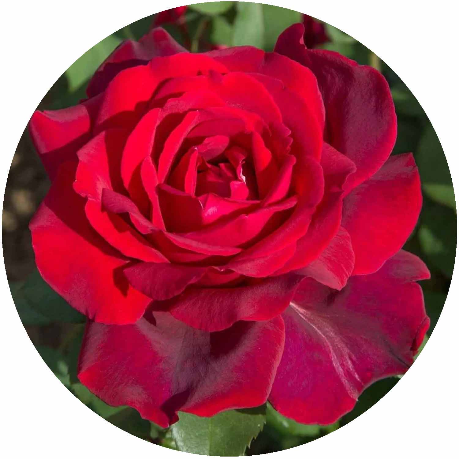 (HS) Jubilee Papa Meilland