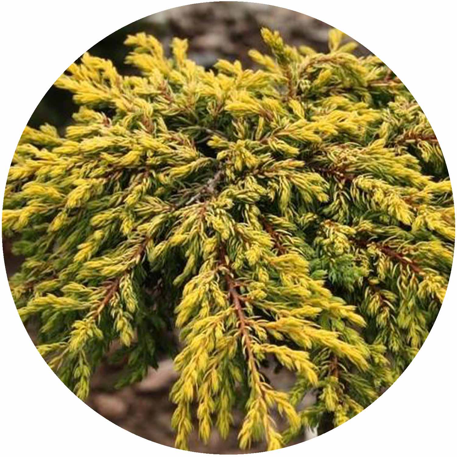 Juniperus Communis Goldschatz 7 L