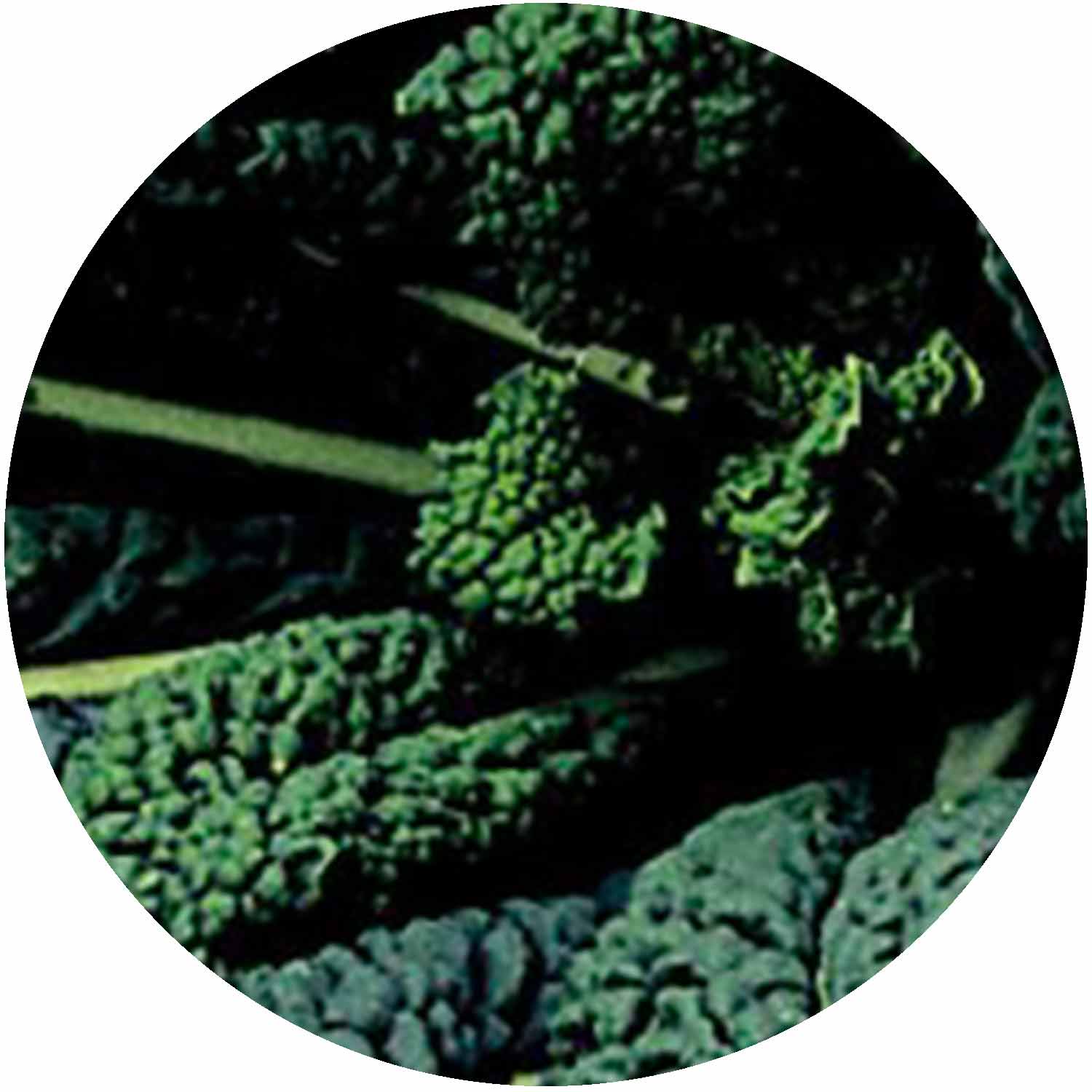 (GK) Kale - Nero Di Toscana 6Pk