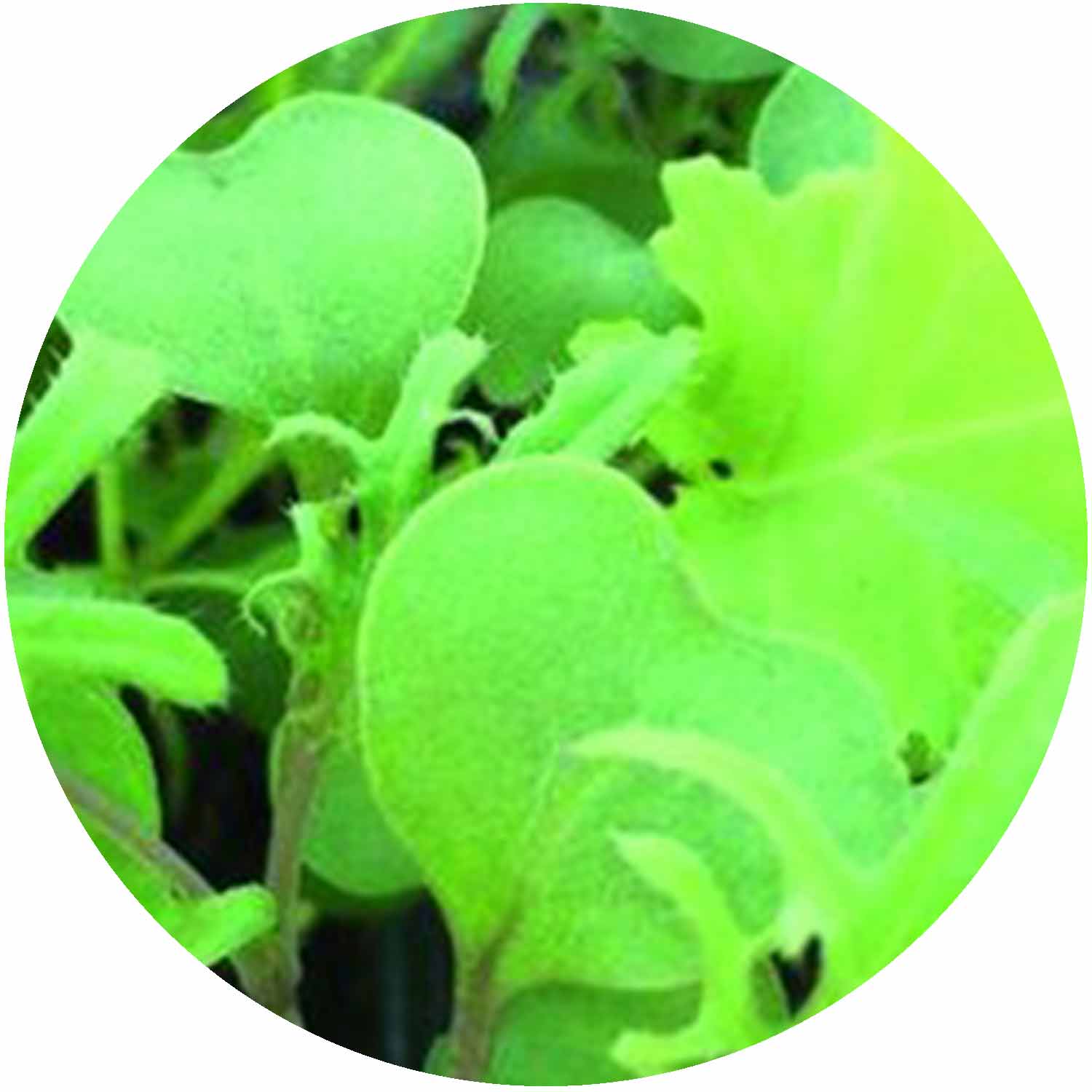 (GK) Cut & Grow Kale Mix 6Pk