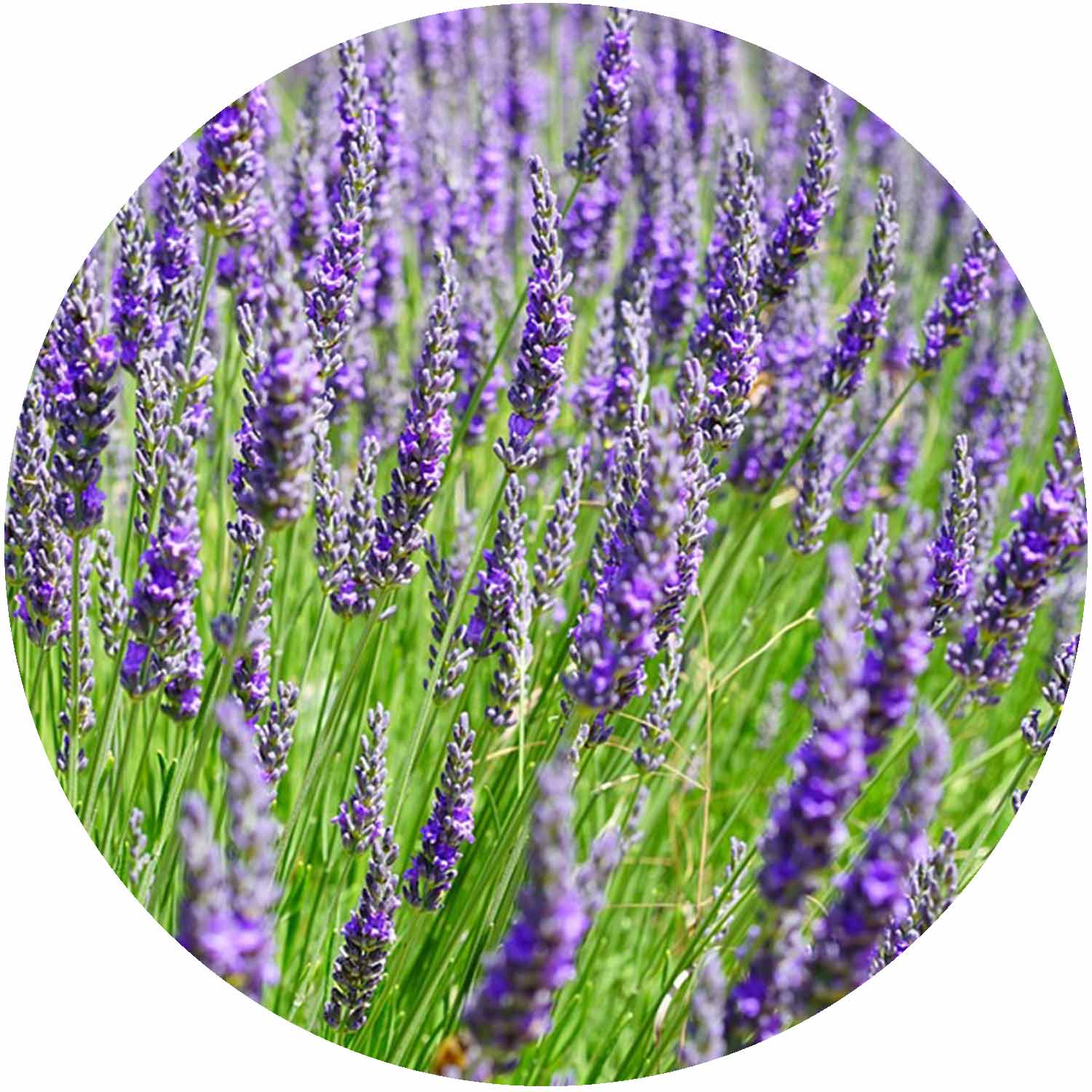 Lavandula Munstead 2ltr