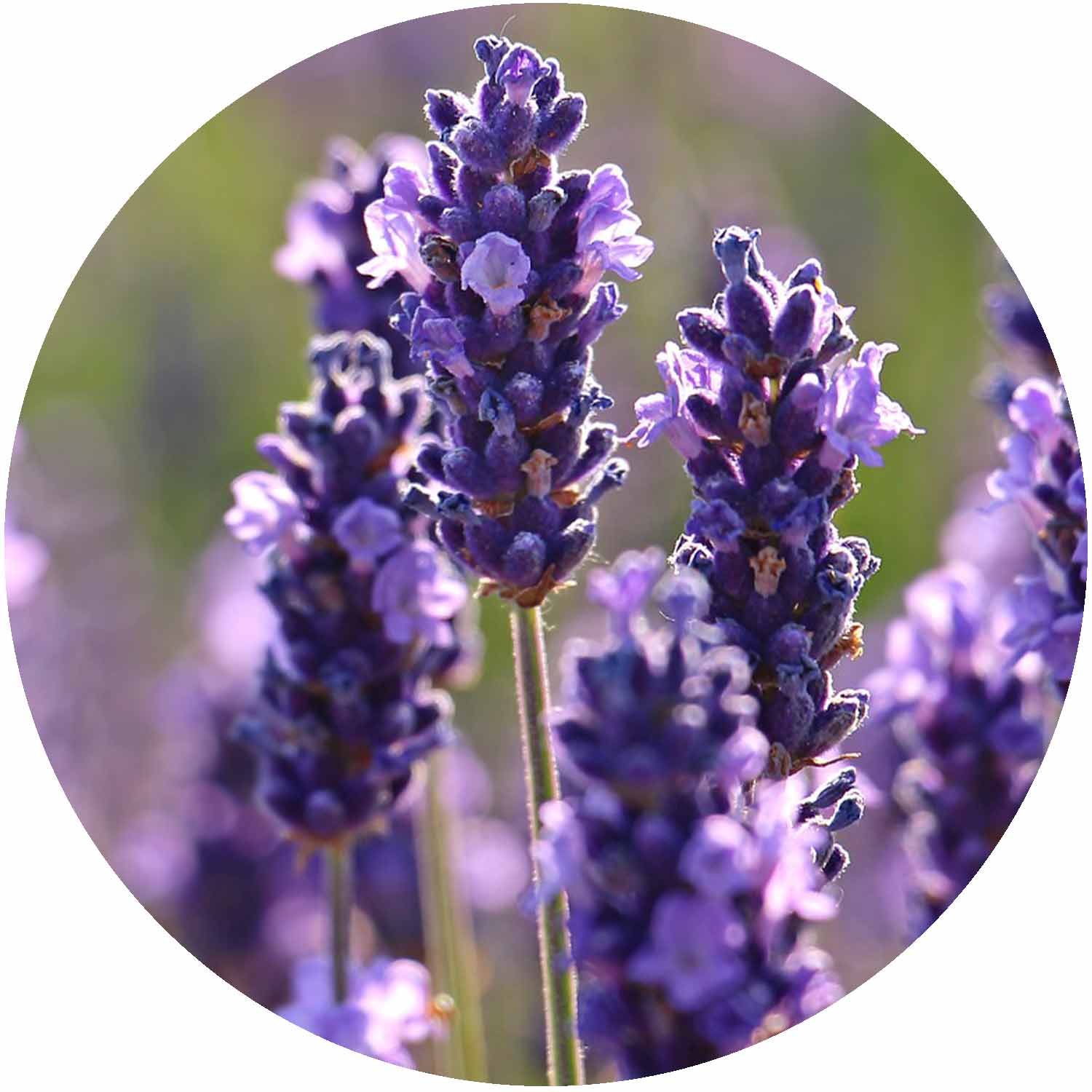 (M) Lavender Hidcote 2L