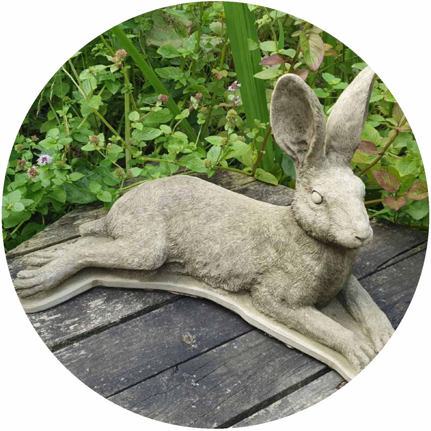 Laying Hare