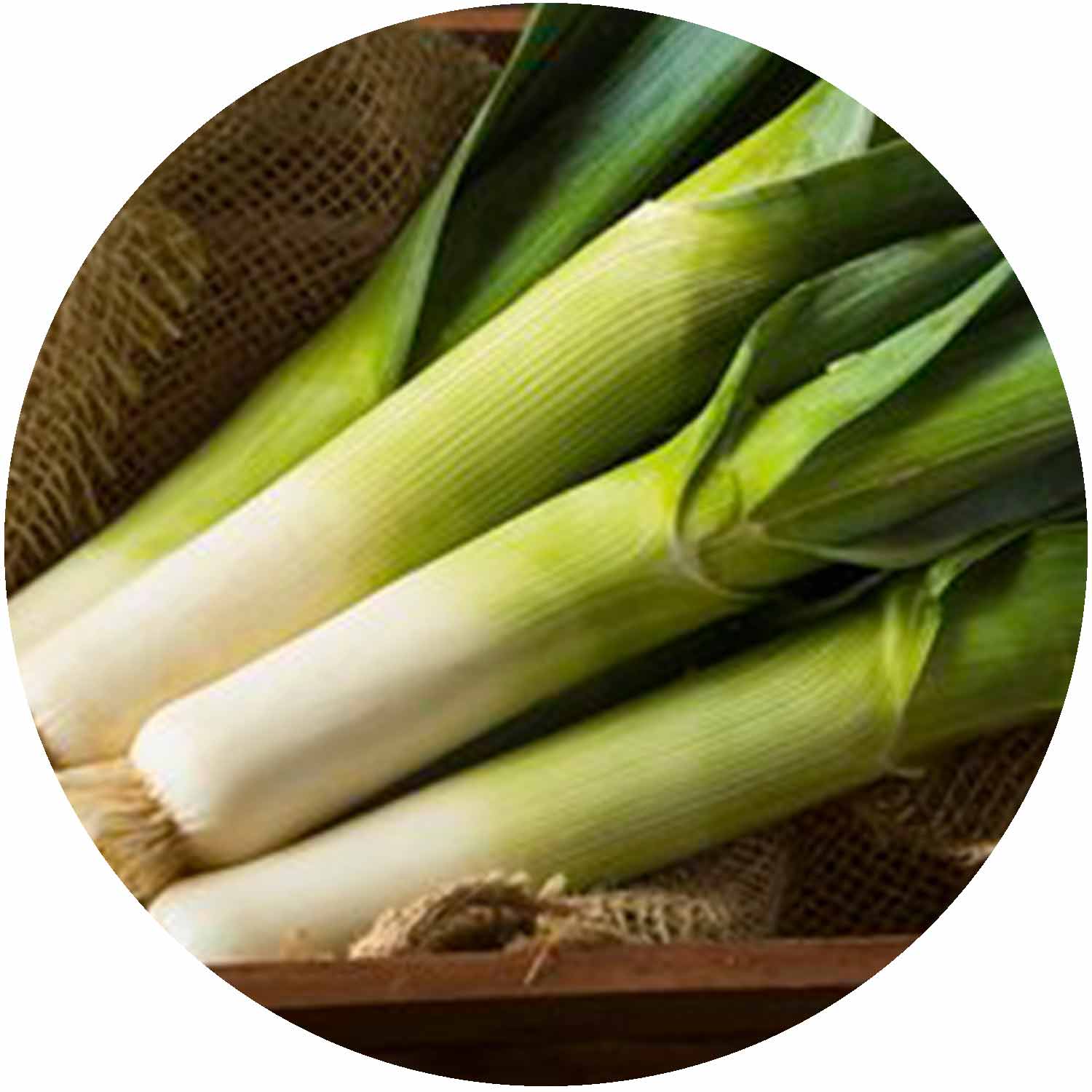 (GK) Leek - Musselburgh 6Pk