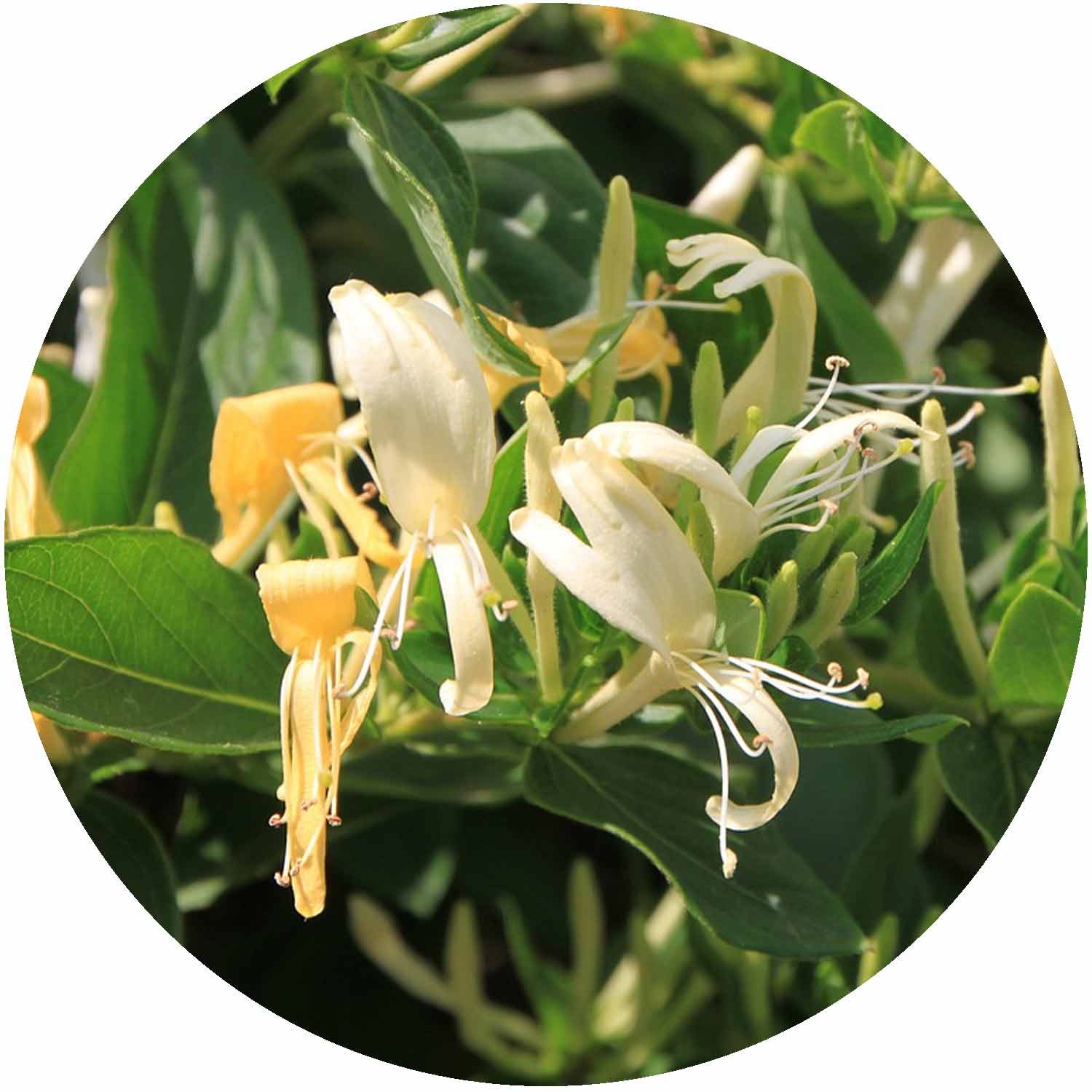 EP) Lonicera Henryi 'Copper Beauty' 7L