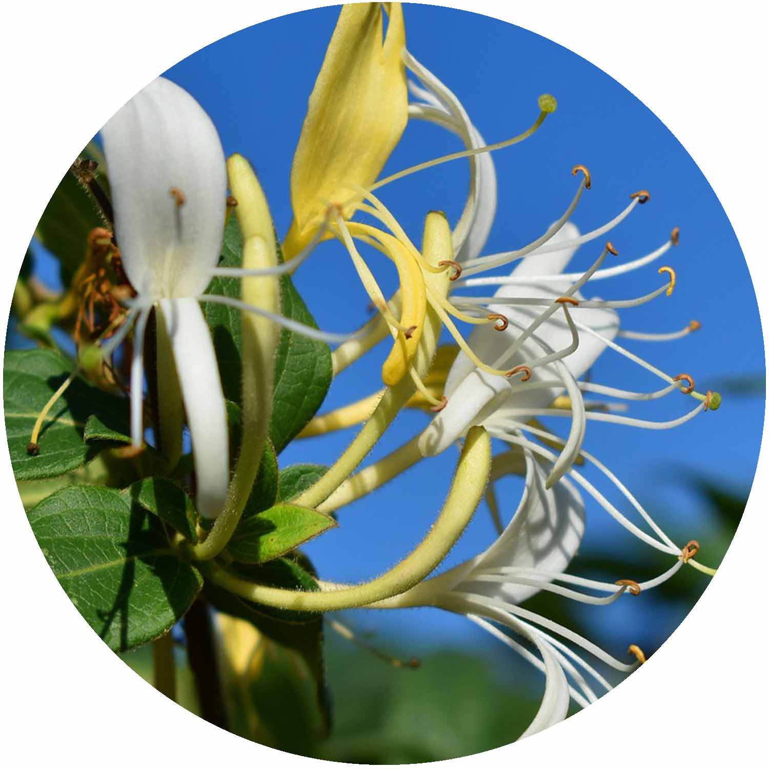 (NL) Lonicera Japonica Halliana 3L