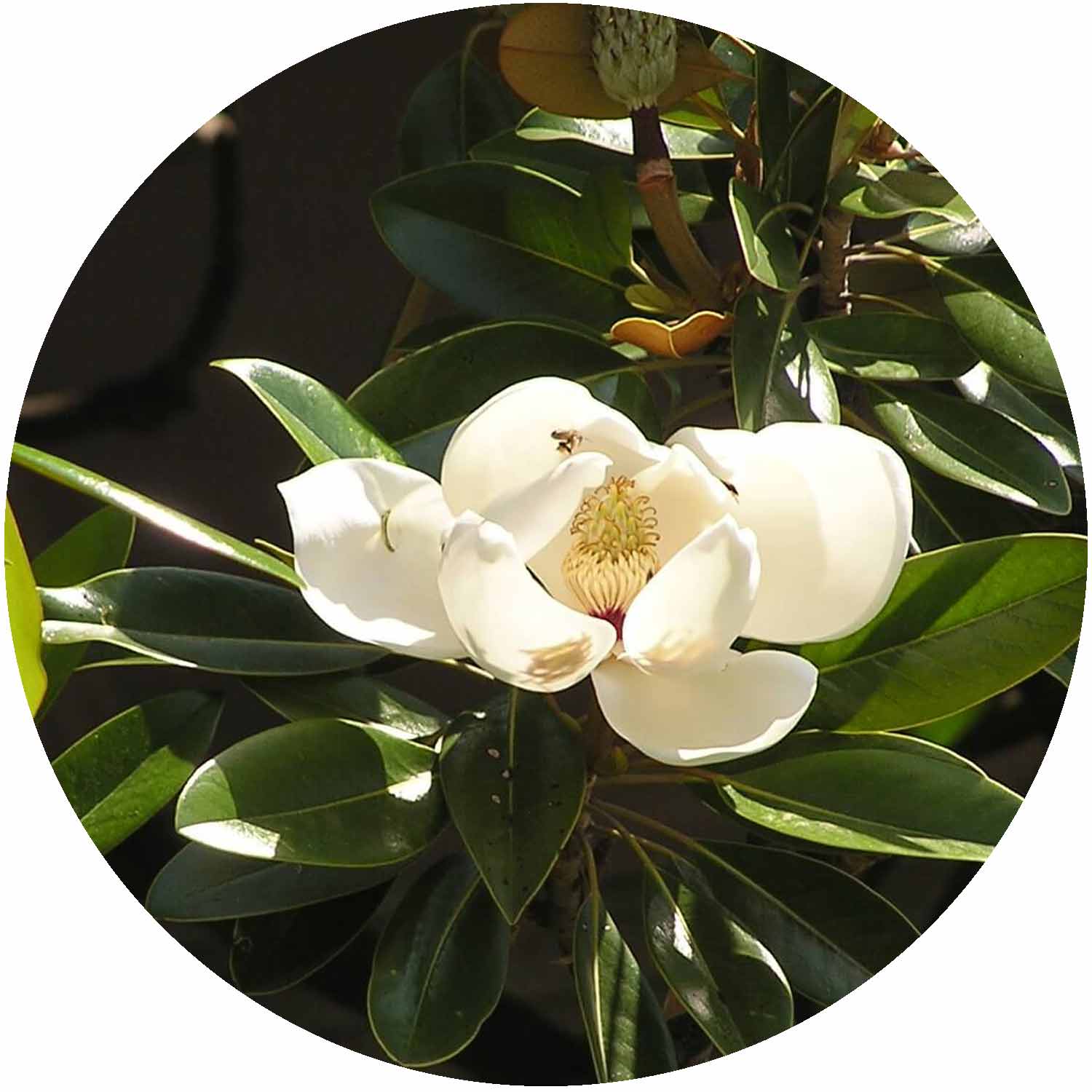 (D) Magnolia Grandiflora Exmouth 12L