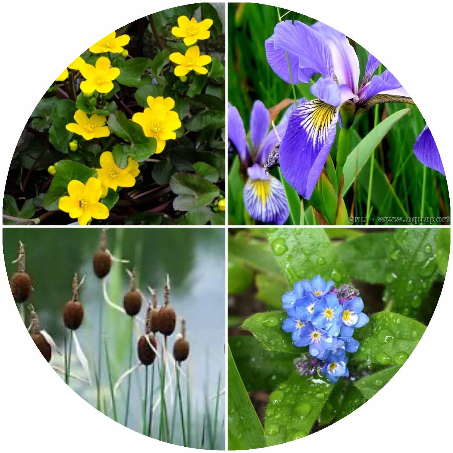 (AA) Marginal Plants In Variety 1L