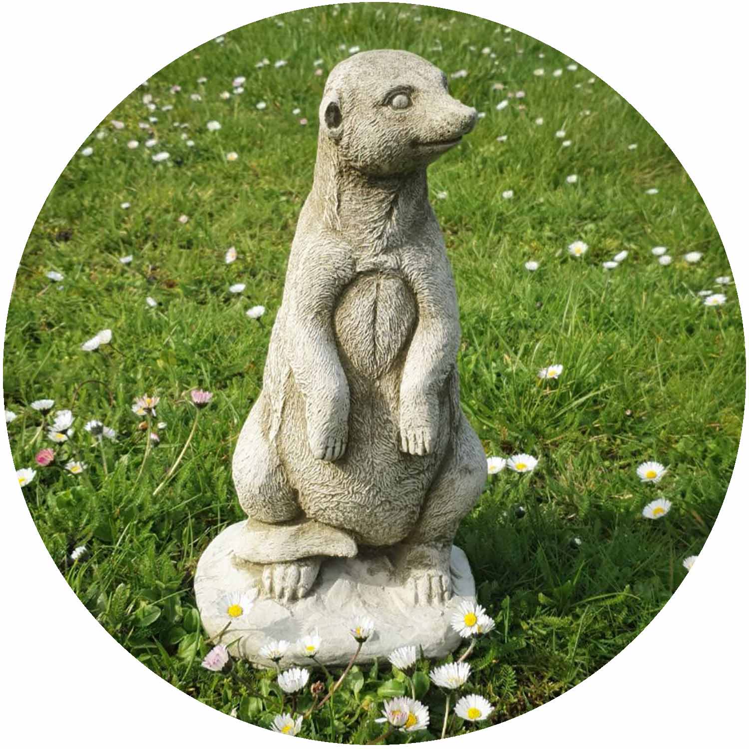 Meerkat Standing