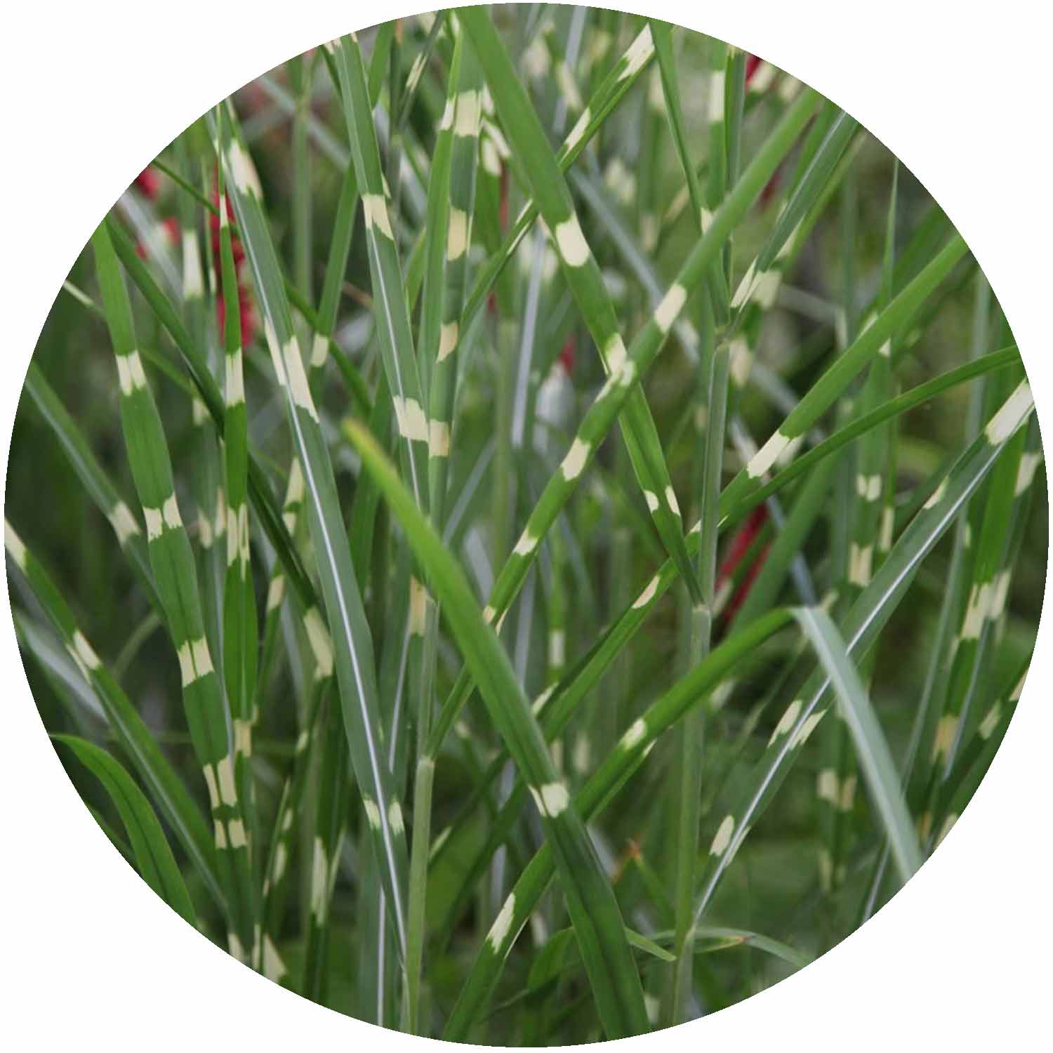 (M) Miscanthus Sinensis Zebrinus