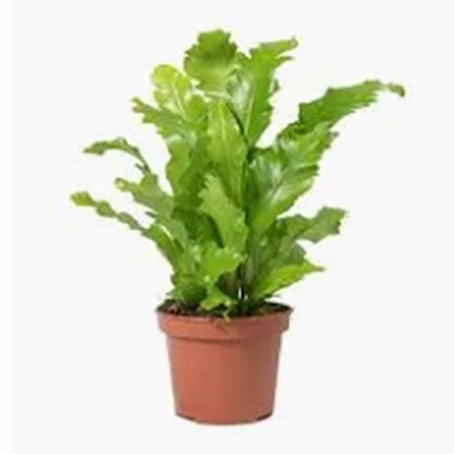 (MG) Asplenium Nidus