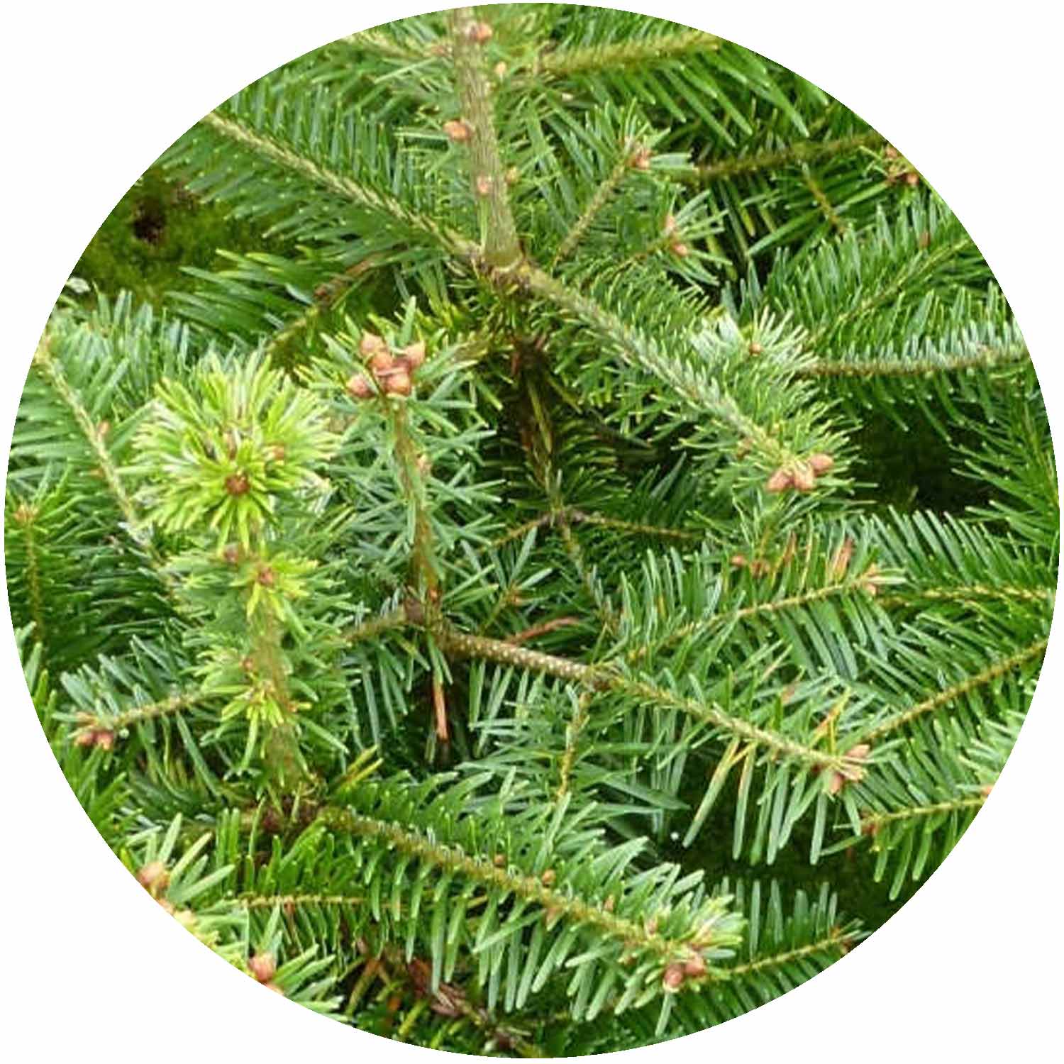 (E) Premium Nordmann Fir 150/175 5-6 ft Yellow
