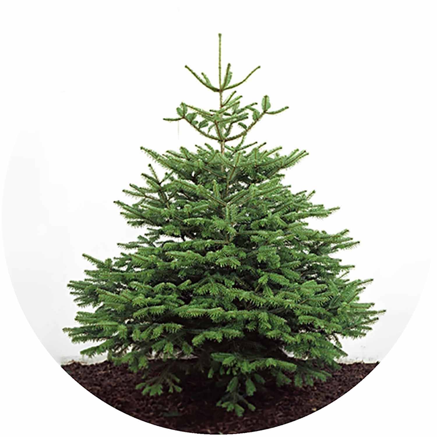 (E) Premium Nordmann Fir 150/175 5-6 ft Yellow