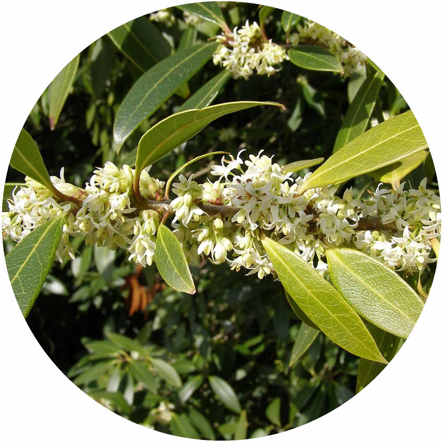(M) Osmanthus Burkwoodii 3L