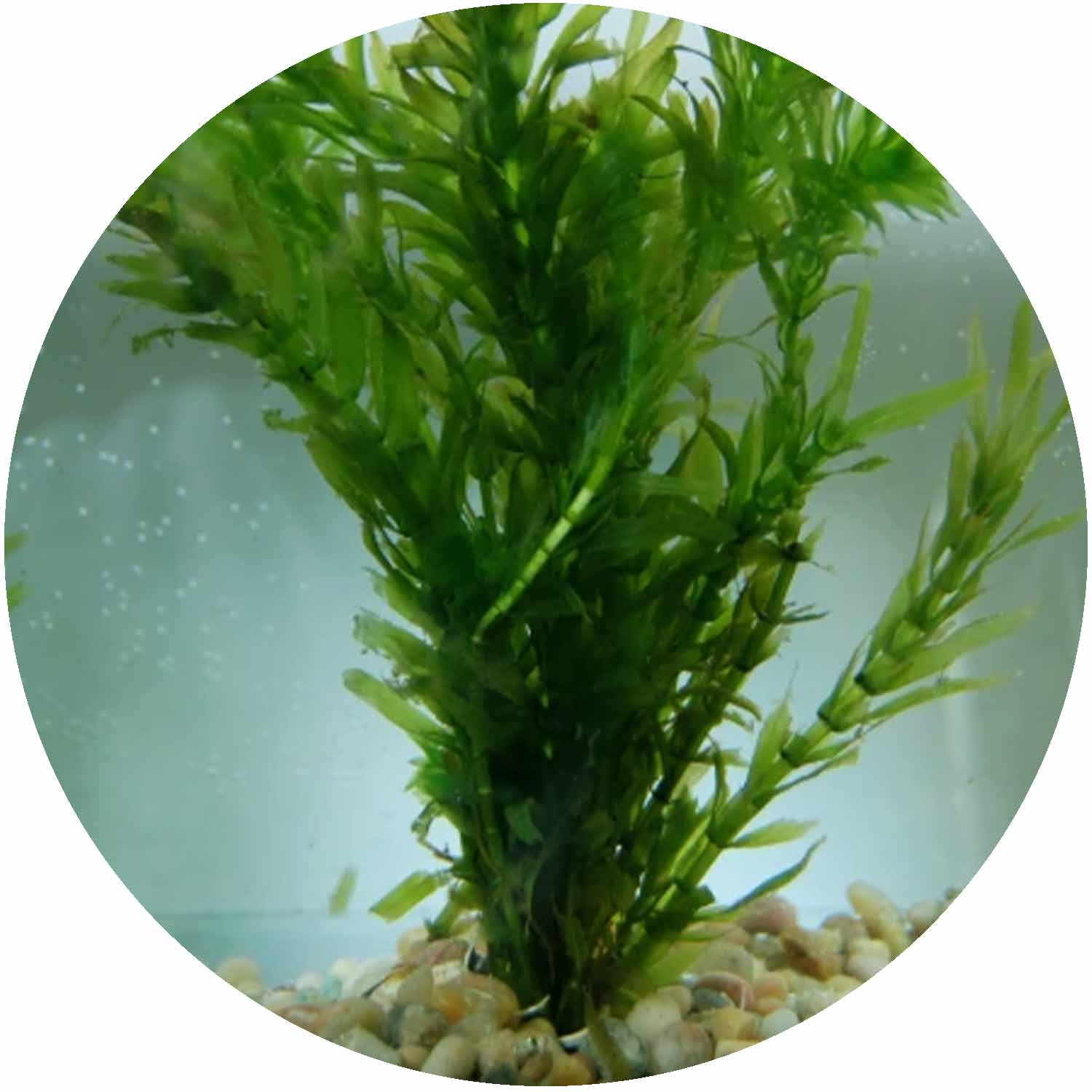 (AA) Oxygenator in Cup