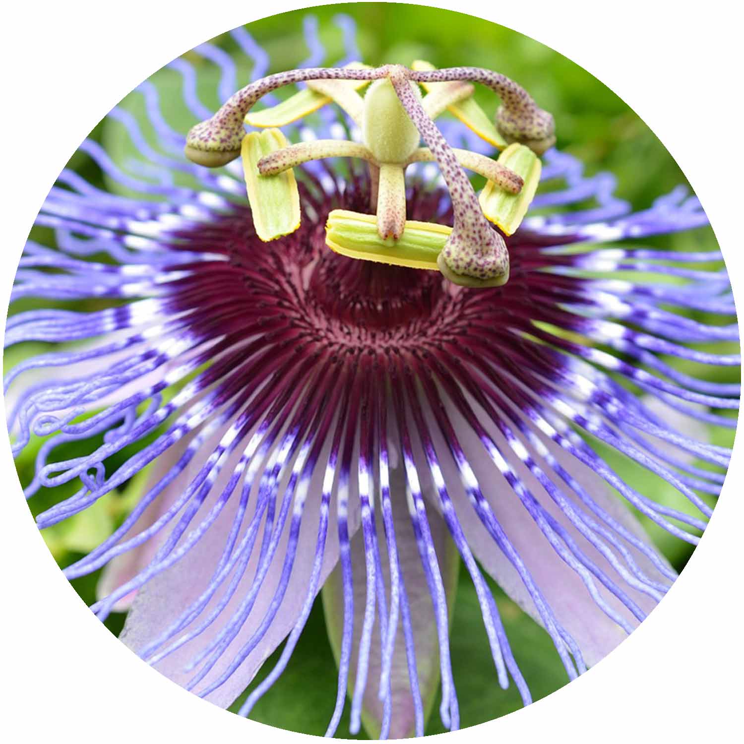 (NL) Passiflora Damsel's Delight 3L