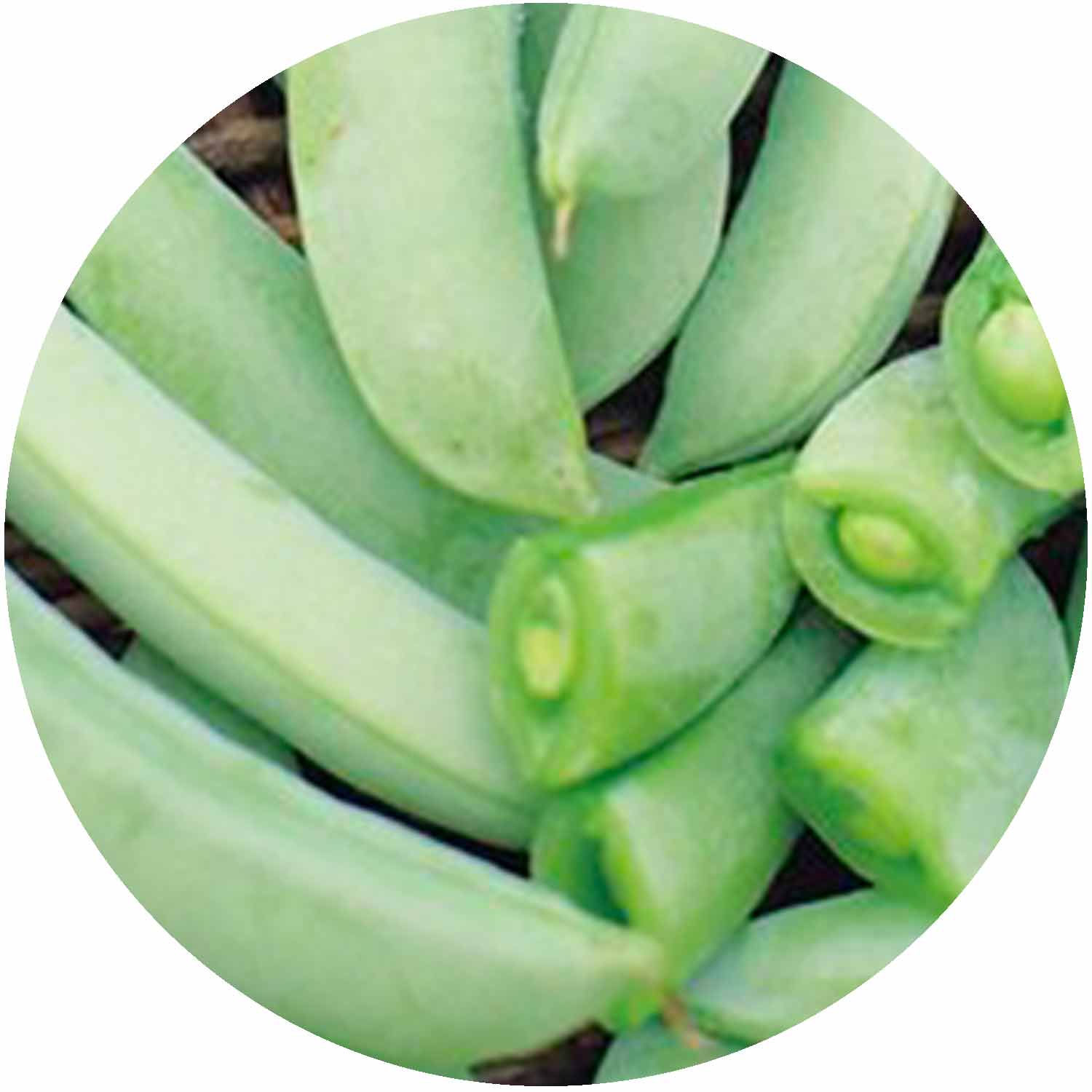 (GK) Patio Pea - Onward 6Pk
