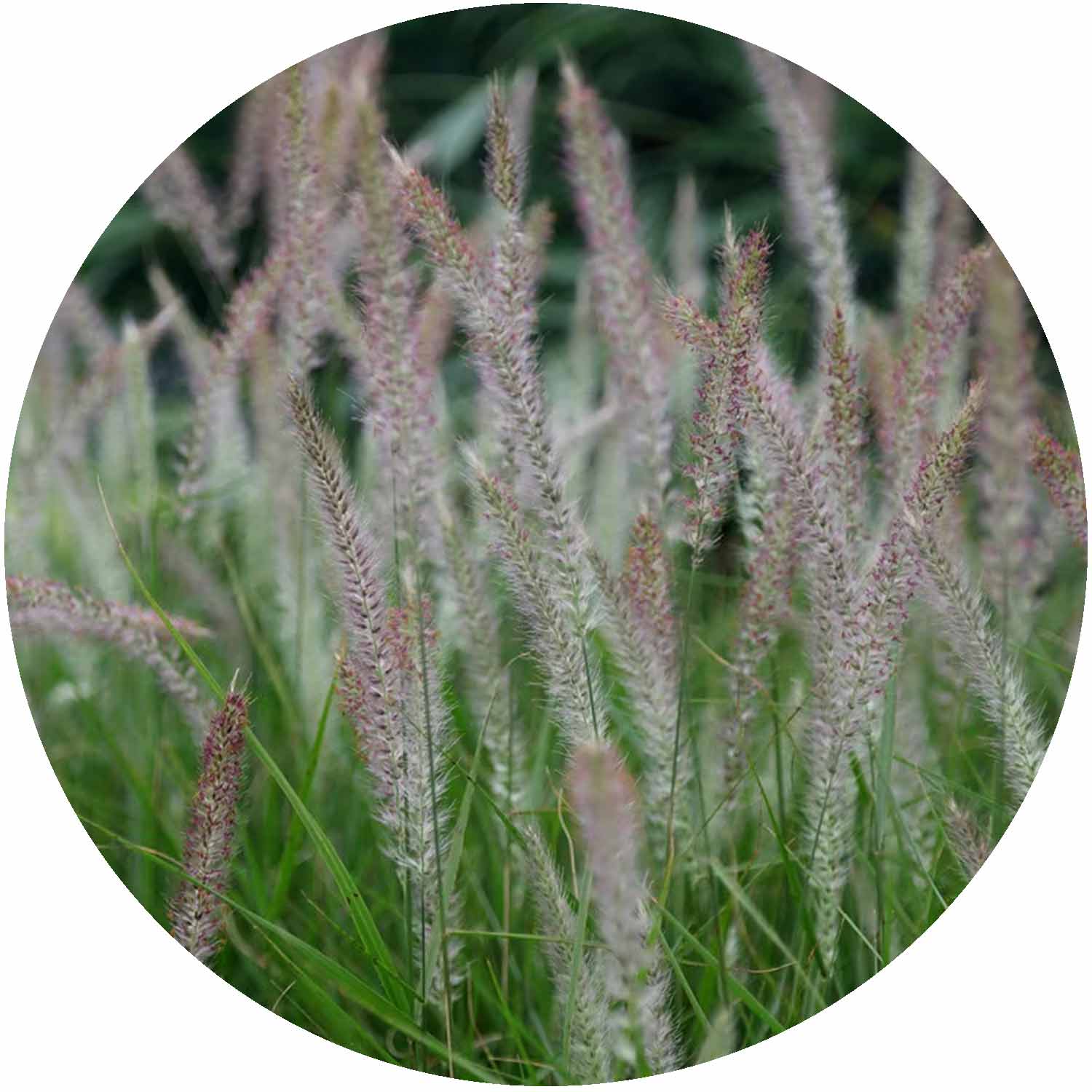 (M) Pennisetum Fairy Tales 2L