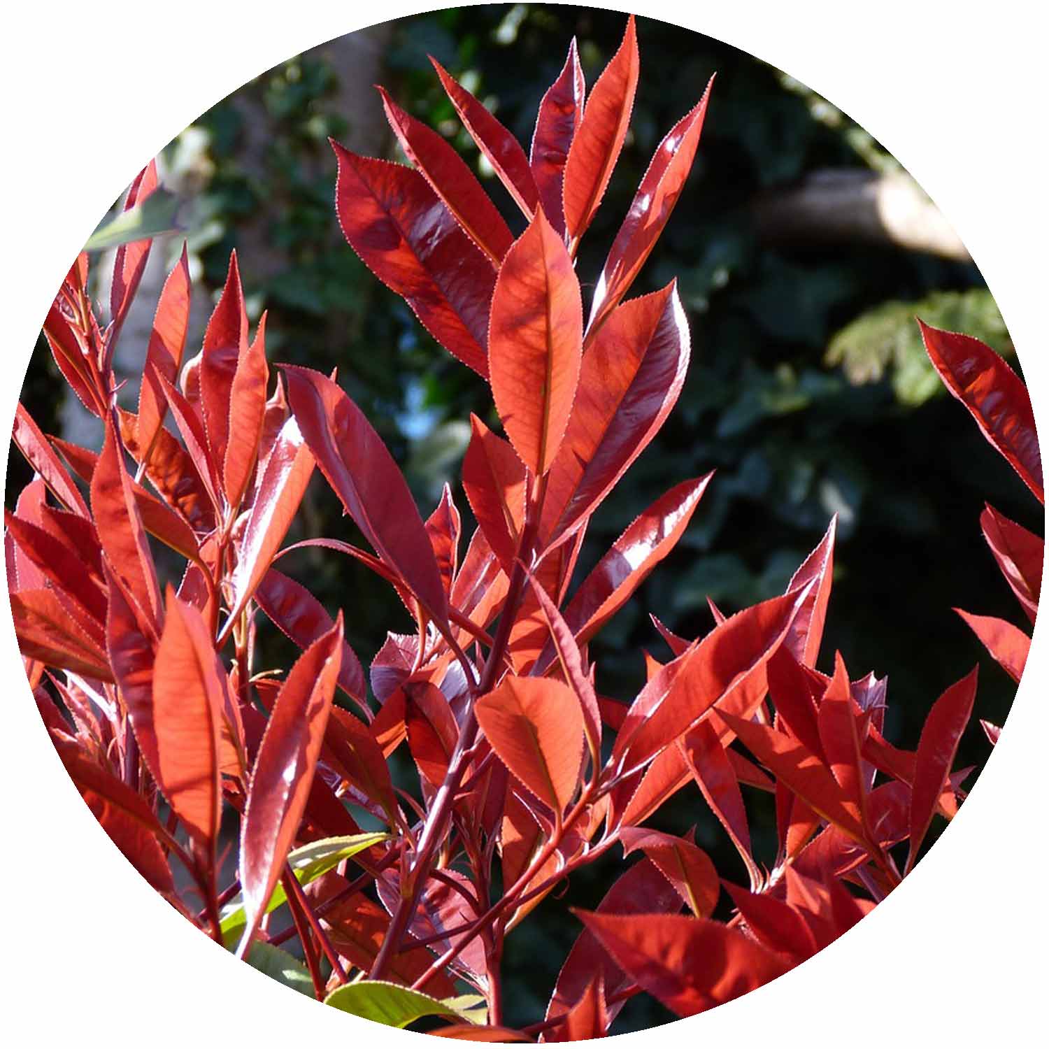 (E) Photinia Red Robin 3L