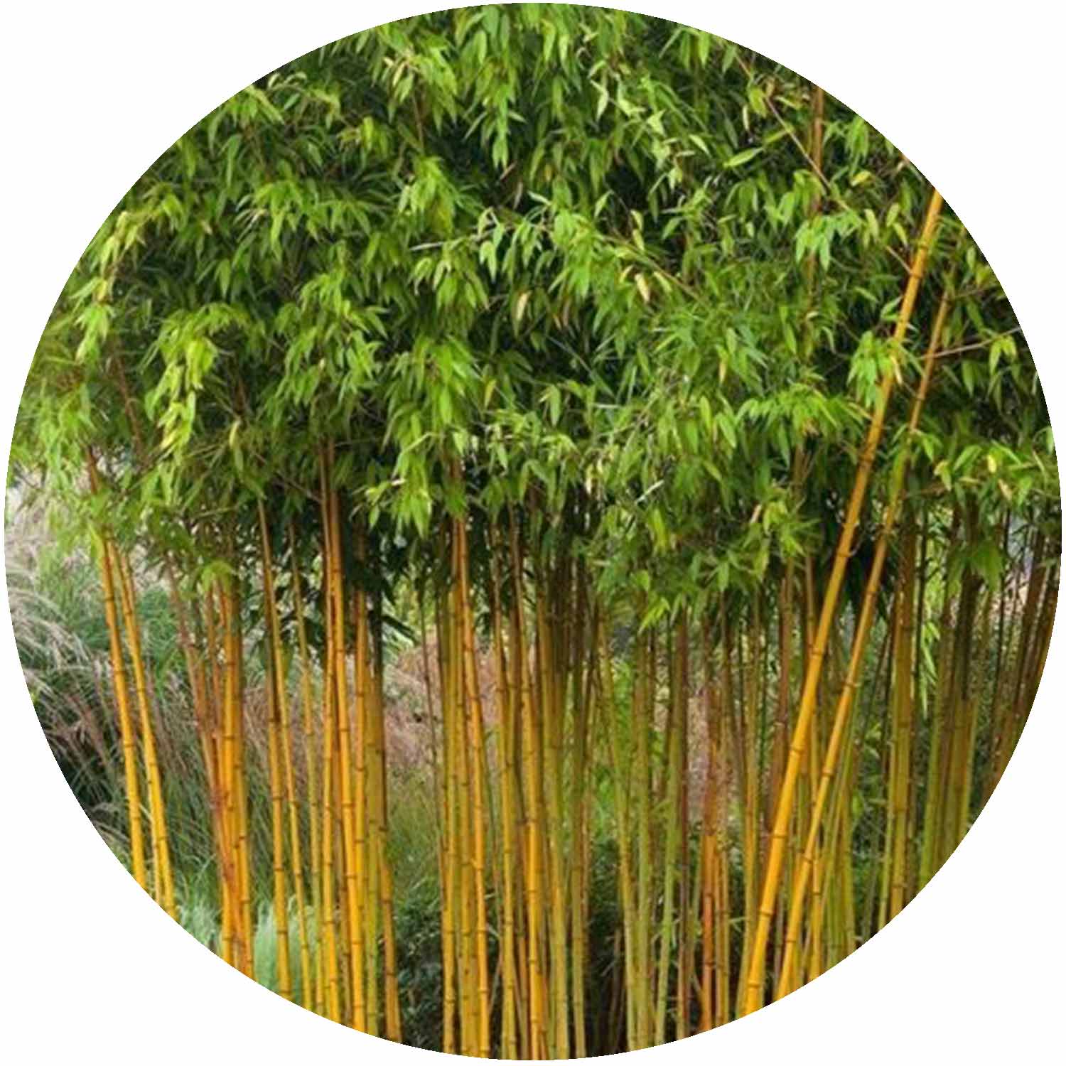 (E) Phyllostachus Aureasulcata Aureocalis 250-300cm