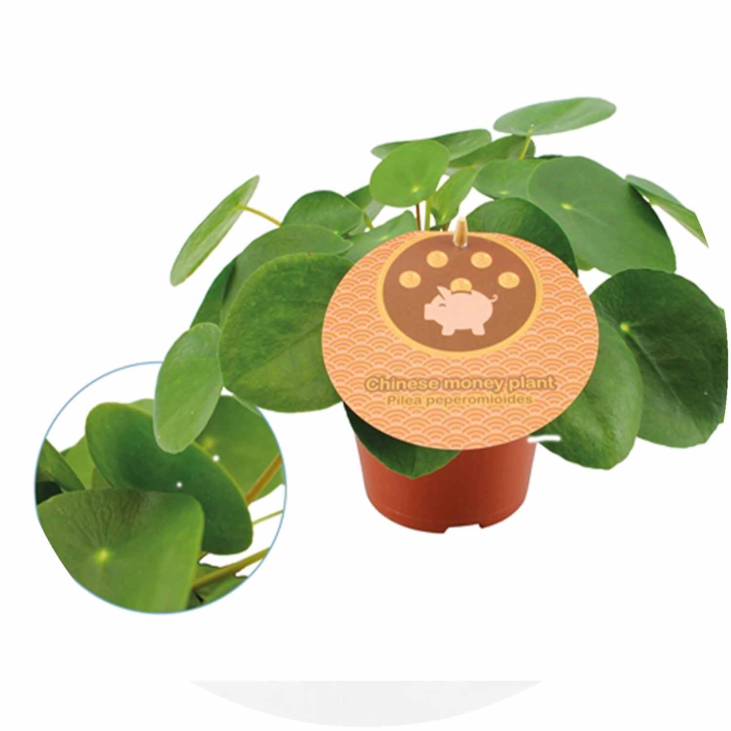 (MG) Pilea Peperomioides P12