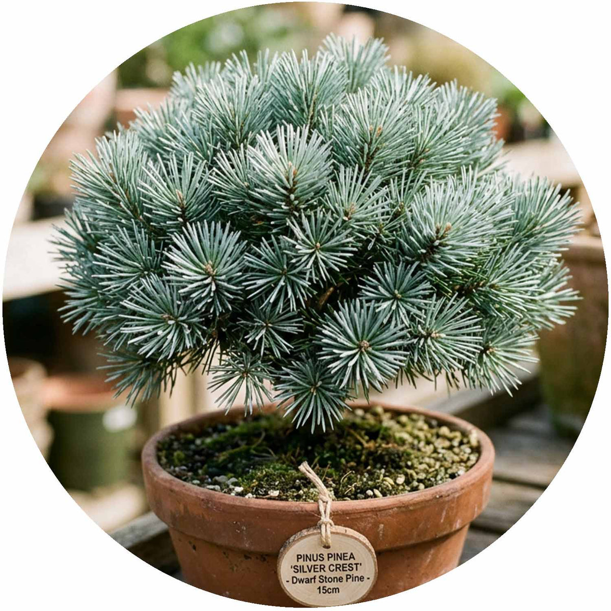 (MG) Pinus Pinea Silver Crest 15cm