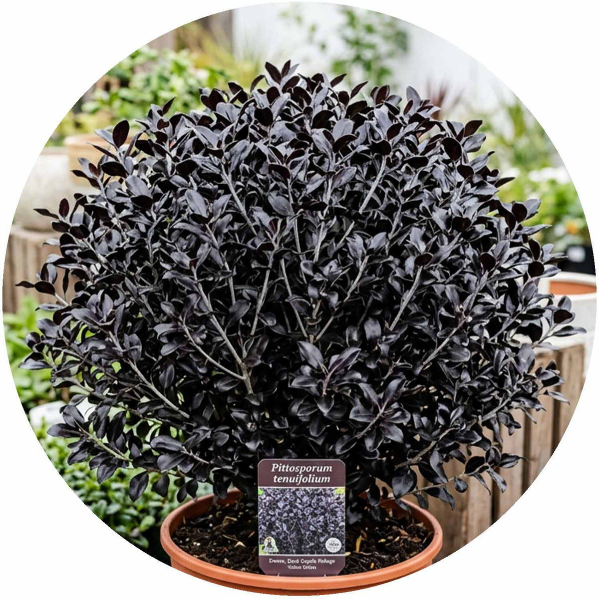 (EP) Pittosporum Ten. Dark Diva CLT7.5