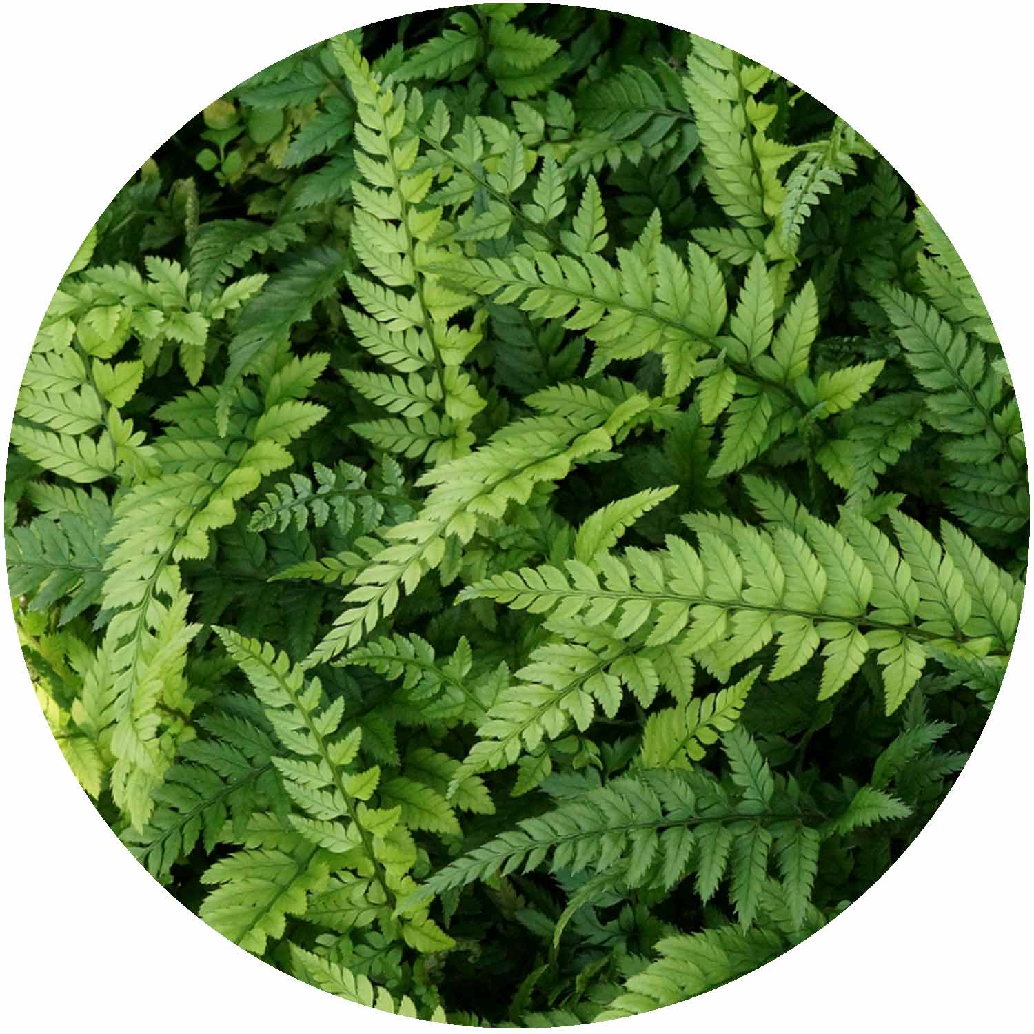 Polystichum Tsus-Simense 1.5ltr