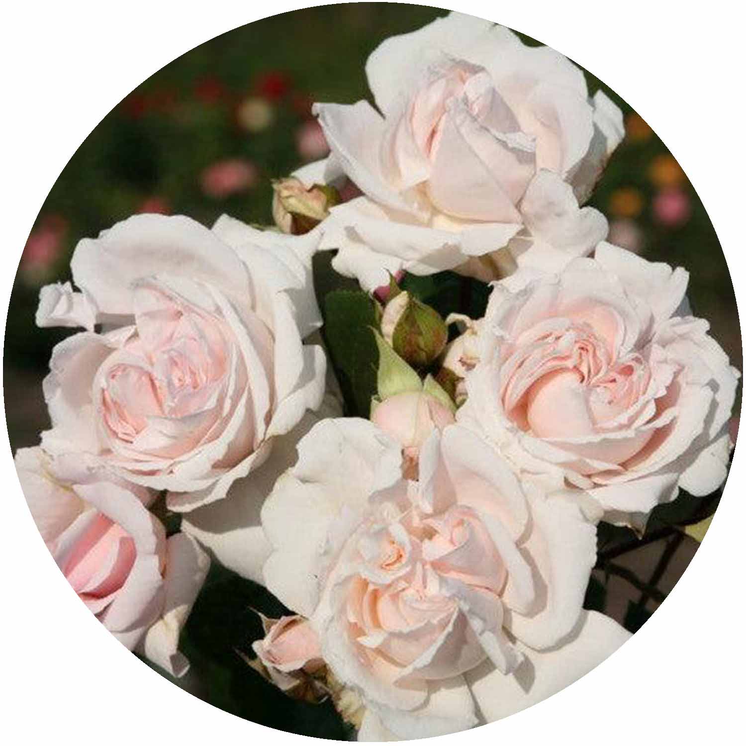 (HS) Pretty Parfuma