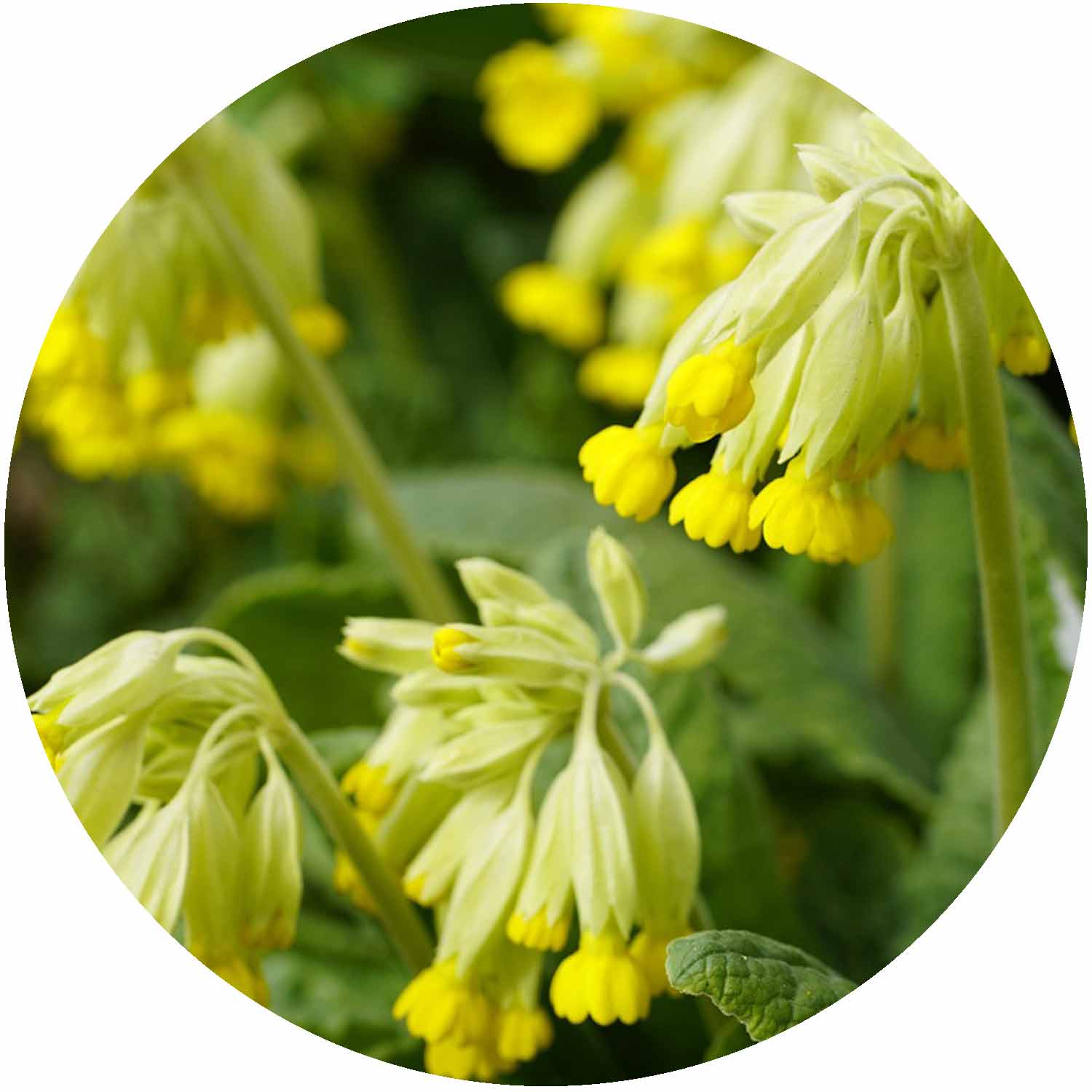 (E) Primula Veris in Variety 1ltr