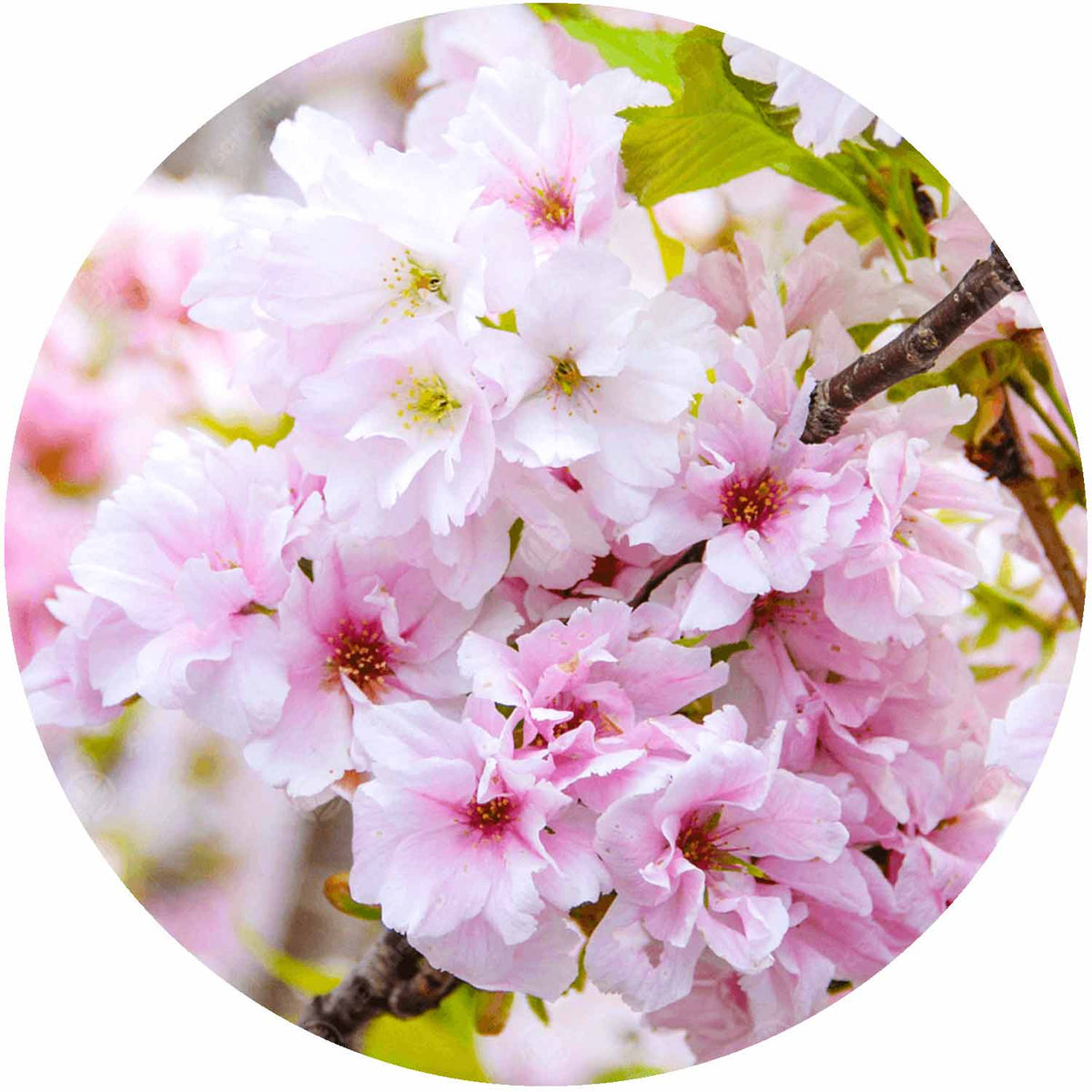 (R) Prunus Amanogawa 15L