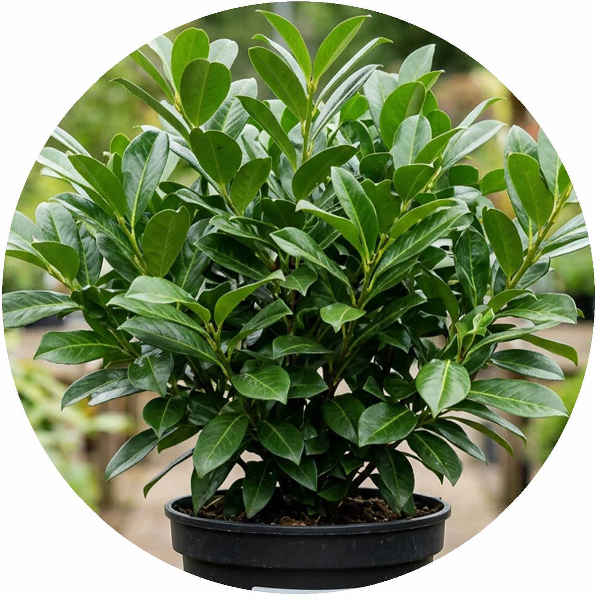 (E) Prunus Laurocerasus Rotundifolia 3L