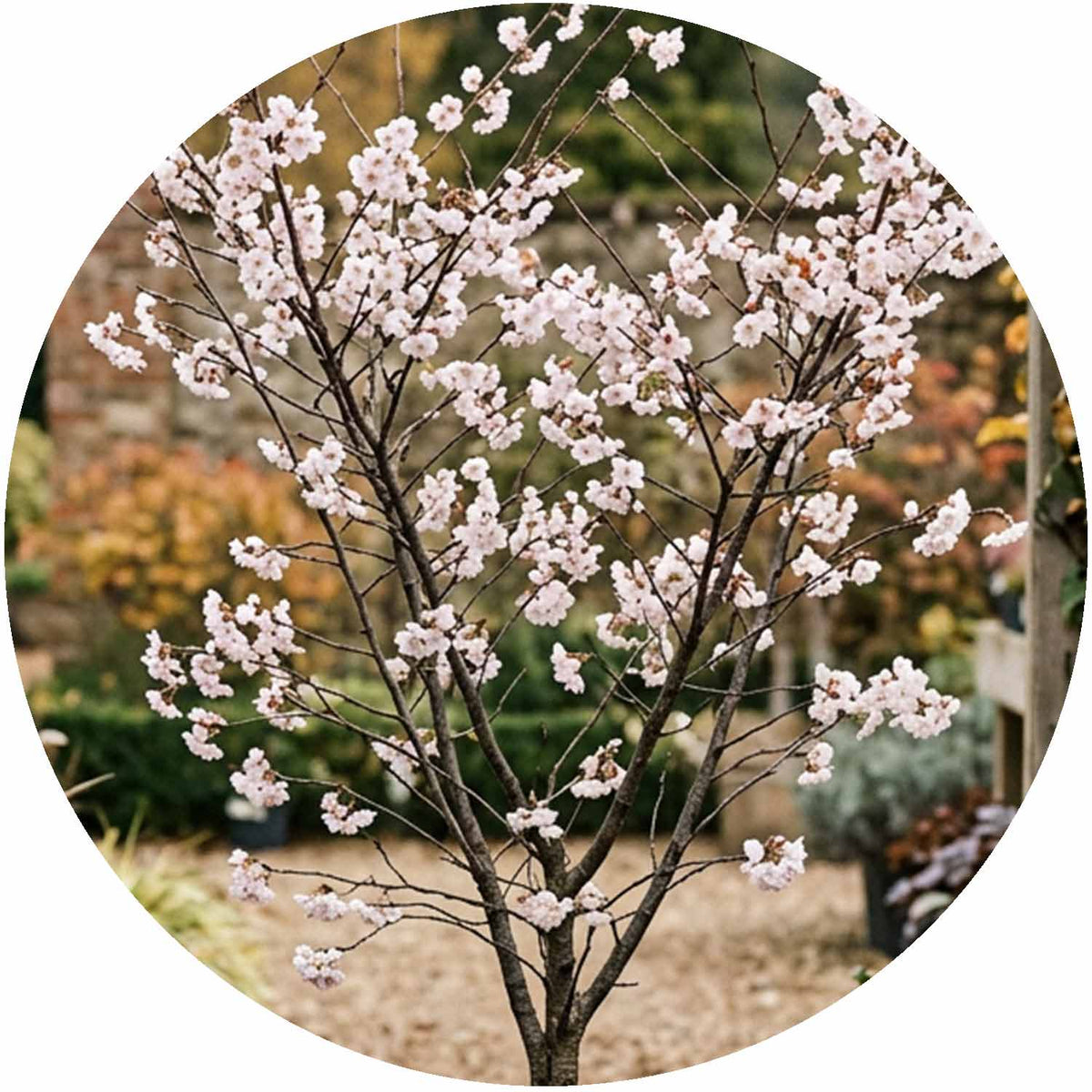(E) Prunus Sub. Autumnalis 15L