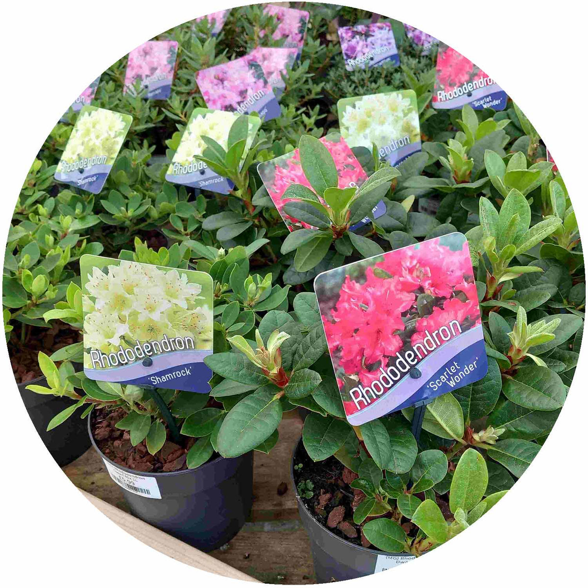 (MG) Rhododendron Dwarf Mix 17cm