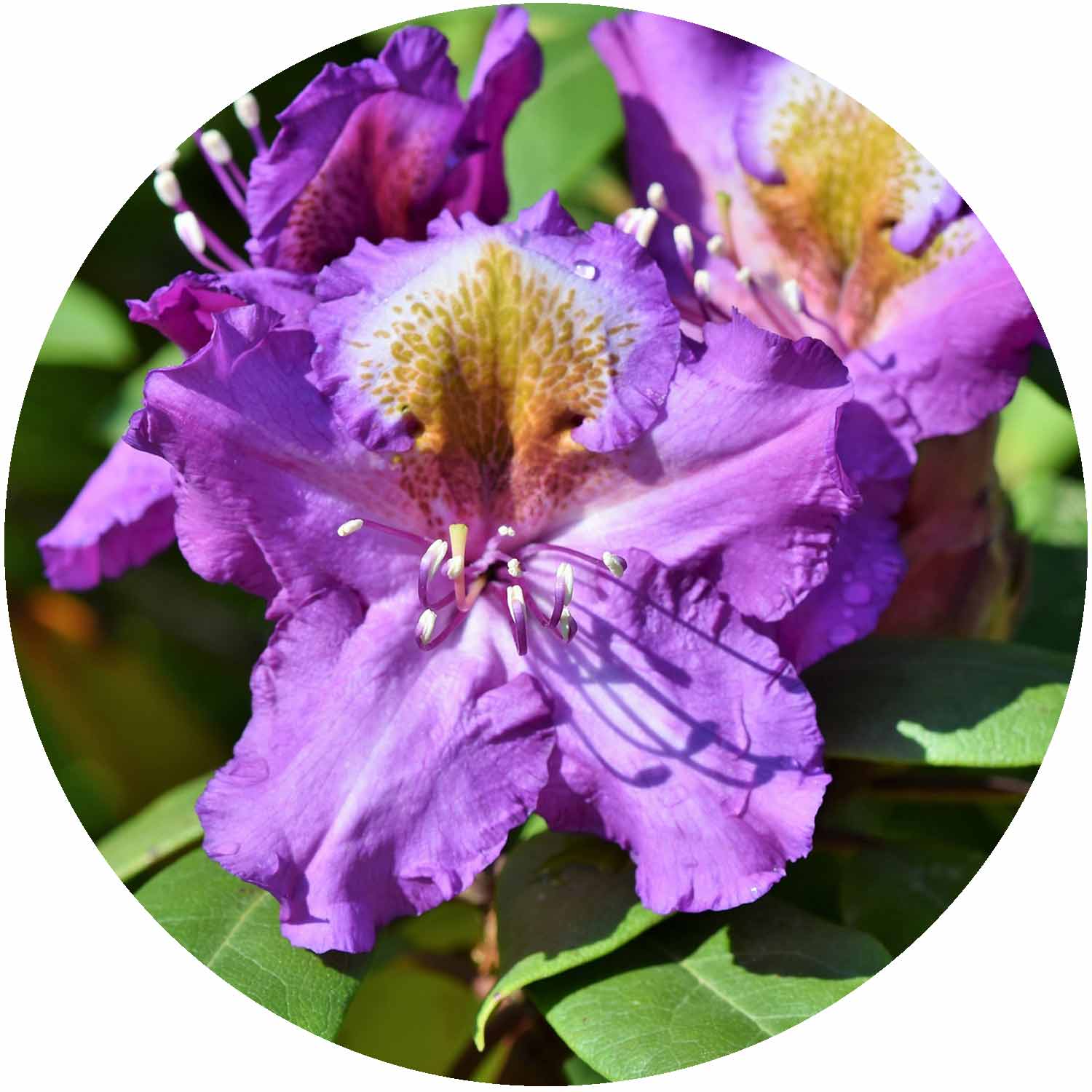 (E) Rhododendron Hybrid Purple 5L