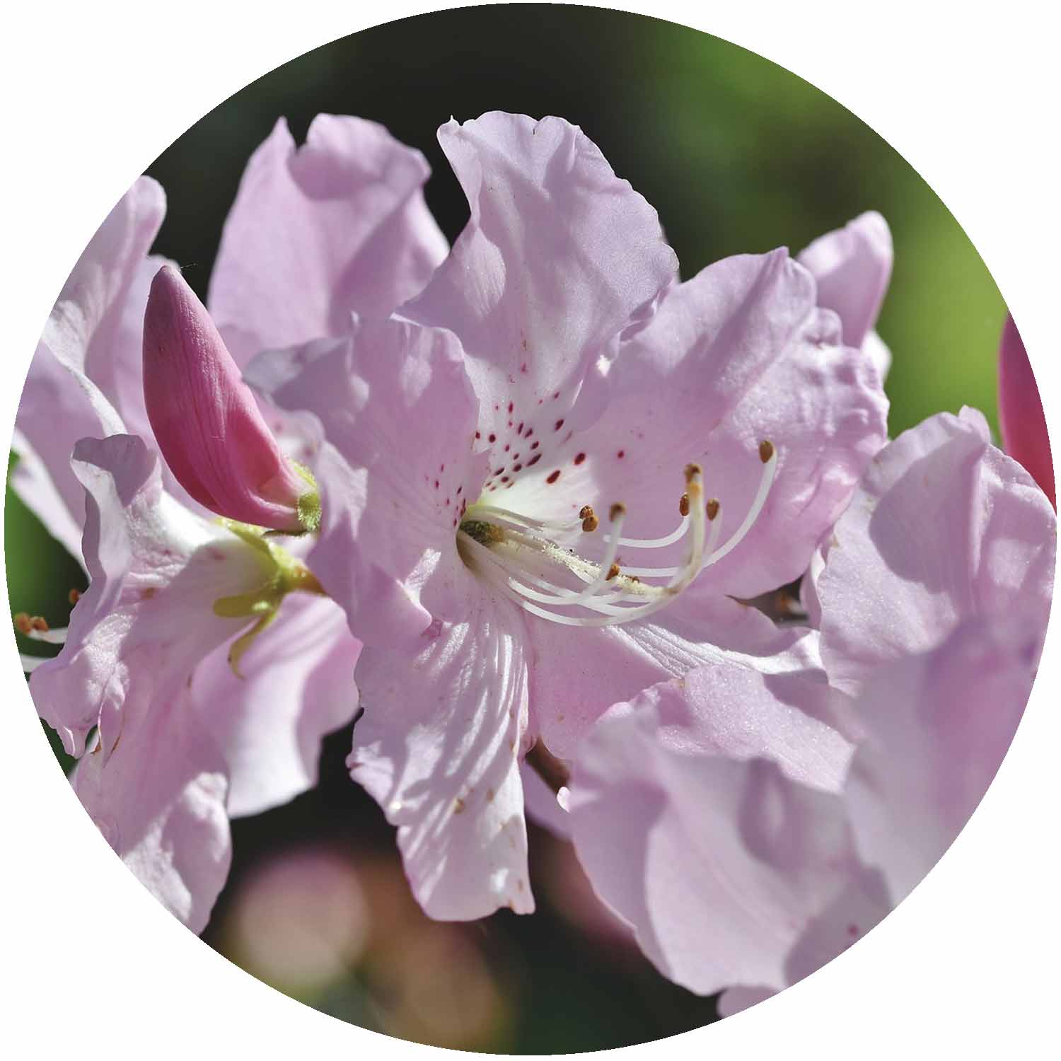 Rhododendron Cheer 4ltr