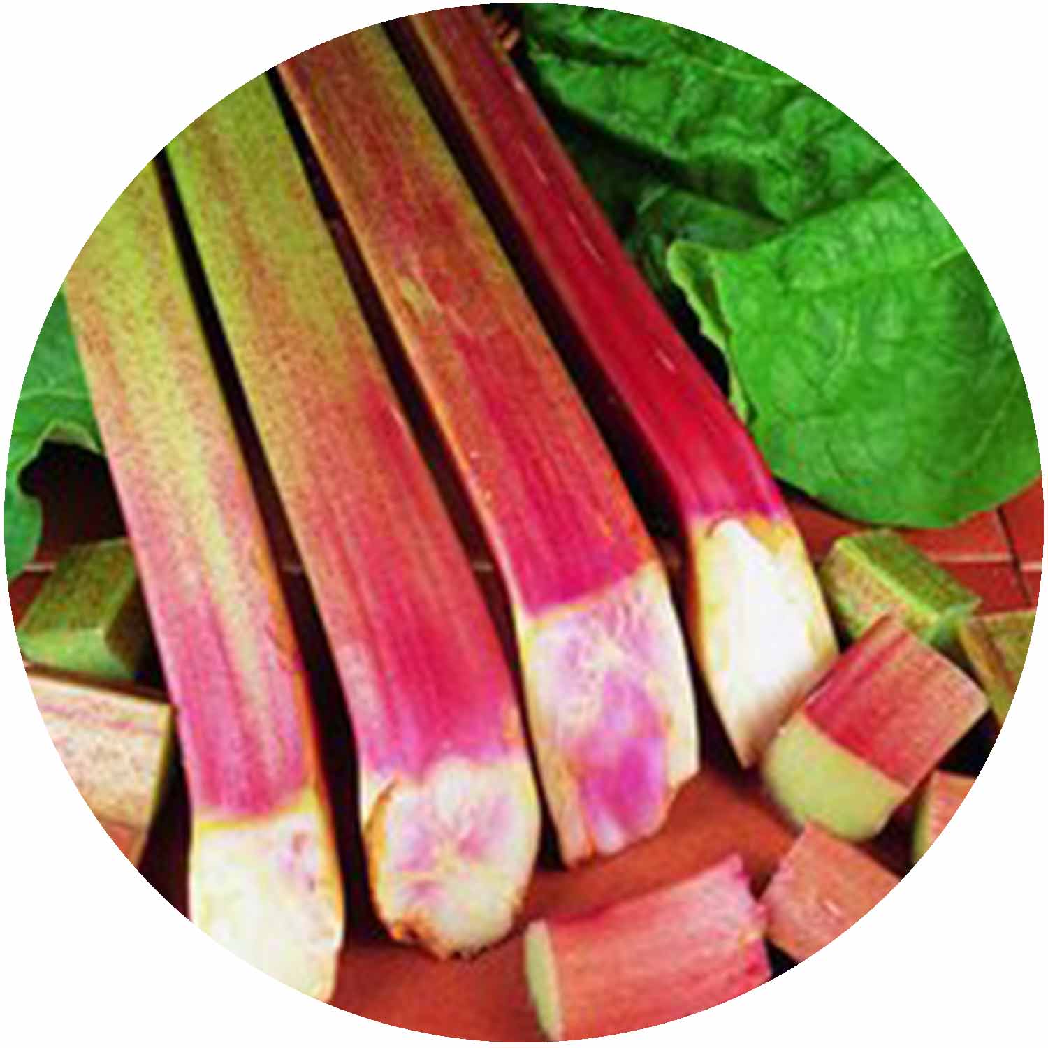(GK) Rhubarb Victoria 9cm