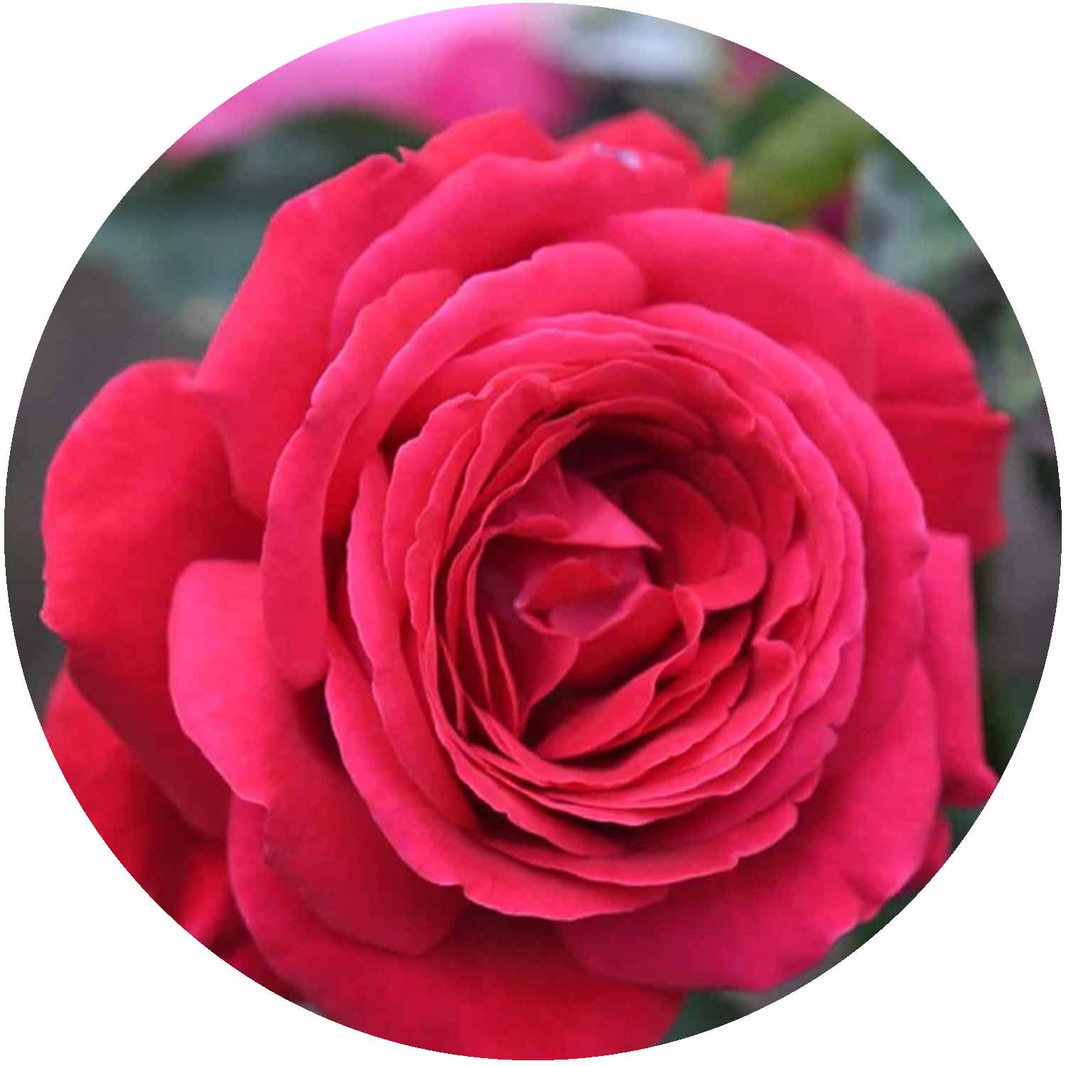 Rosa Alecs Red Ht