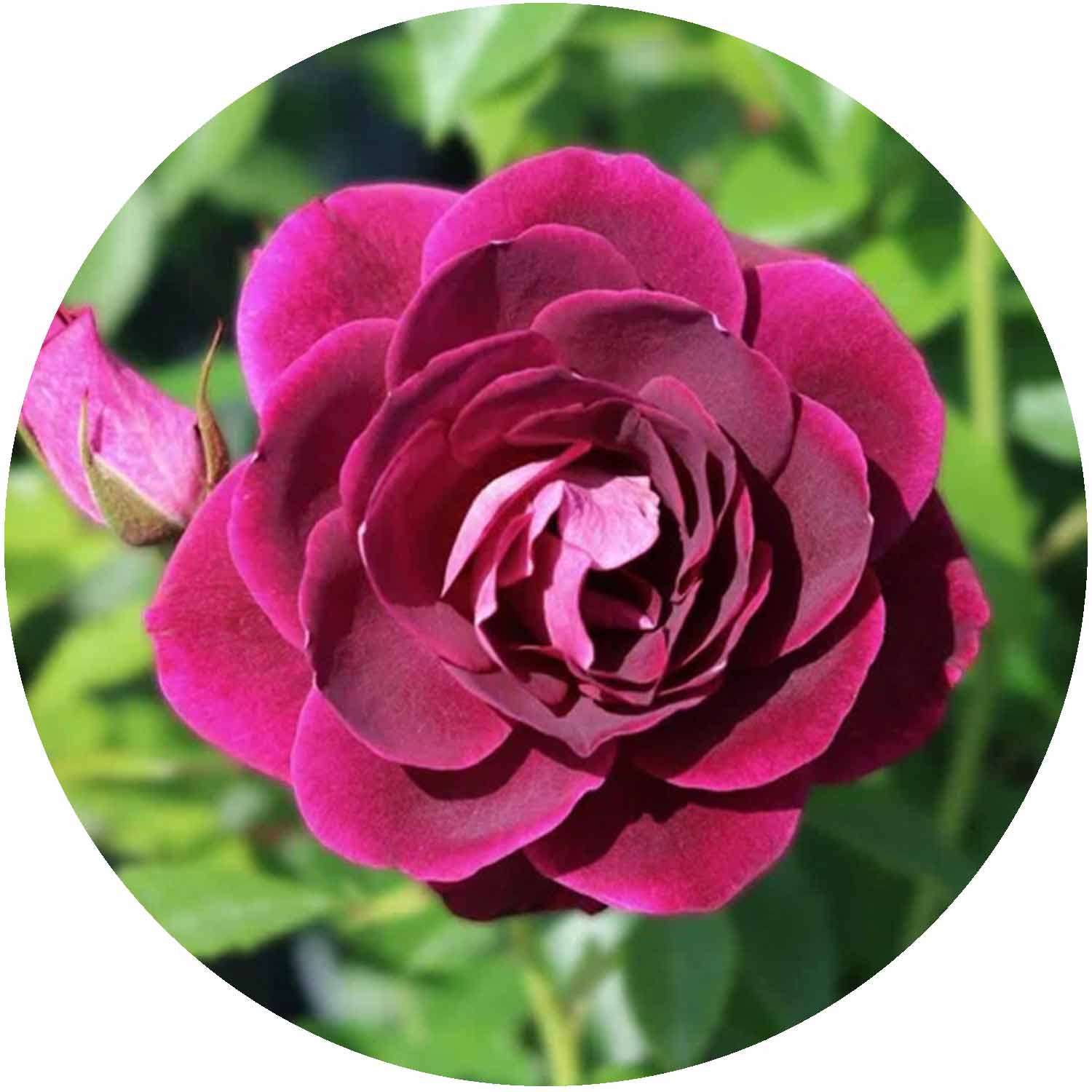 Rosa Burgundy Ice Fb